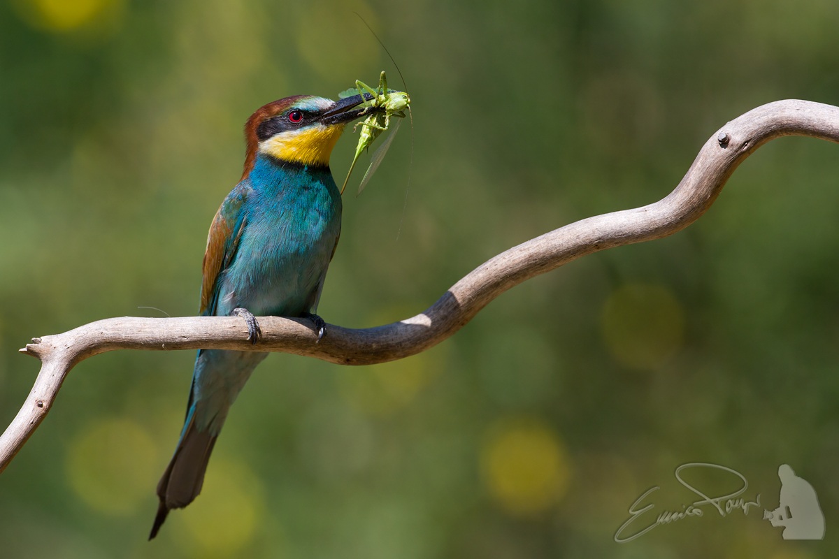 Bee Eater 2013