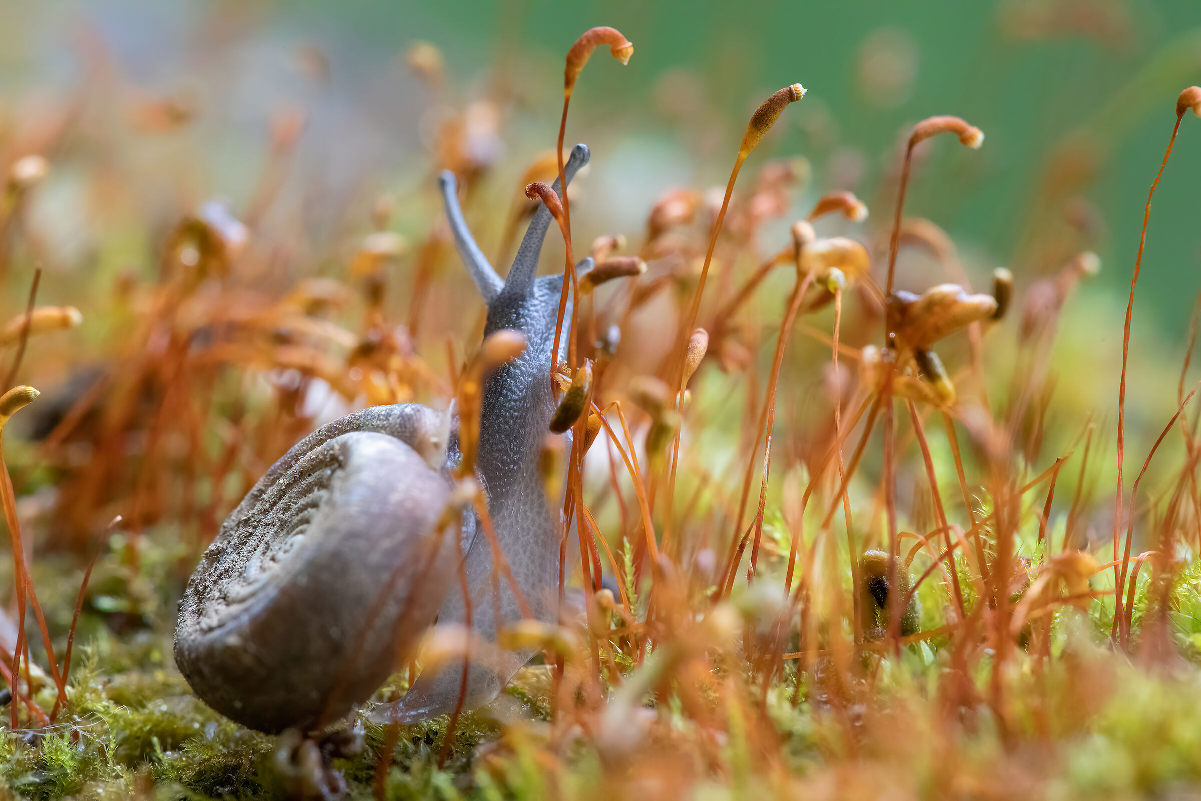 Helicodonta obvoluta