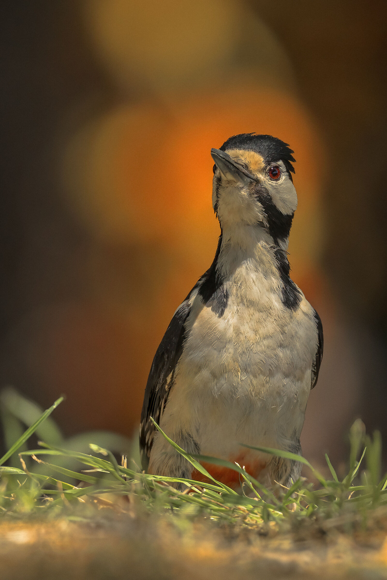 Great Spotted ? Woodpecker