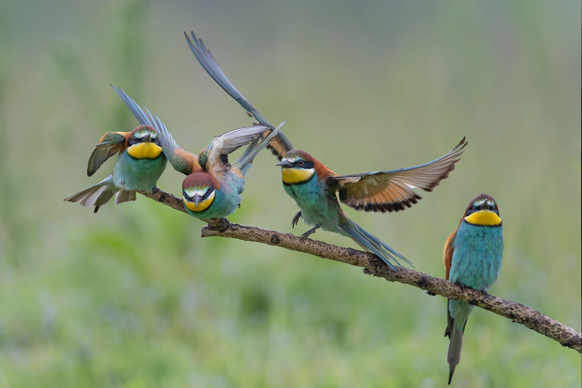 Bee-eater - Sant'Albano Stura - Piedmont