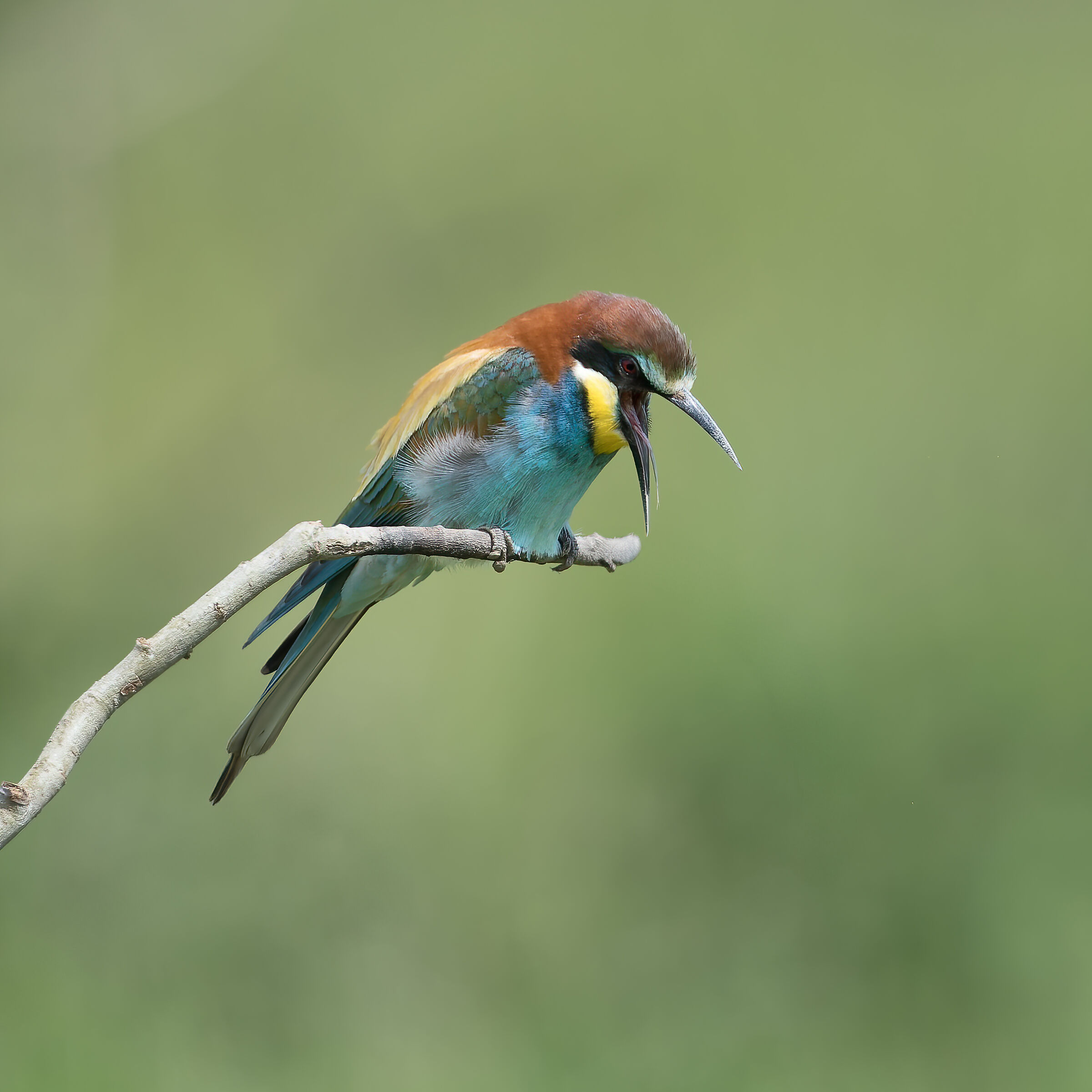 Bee-eater - Sant'Albano Stura - Piedmont