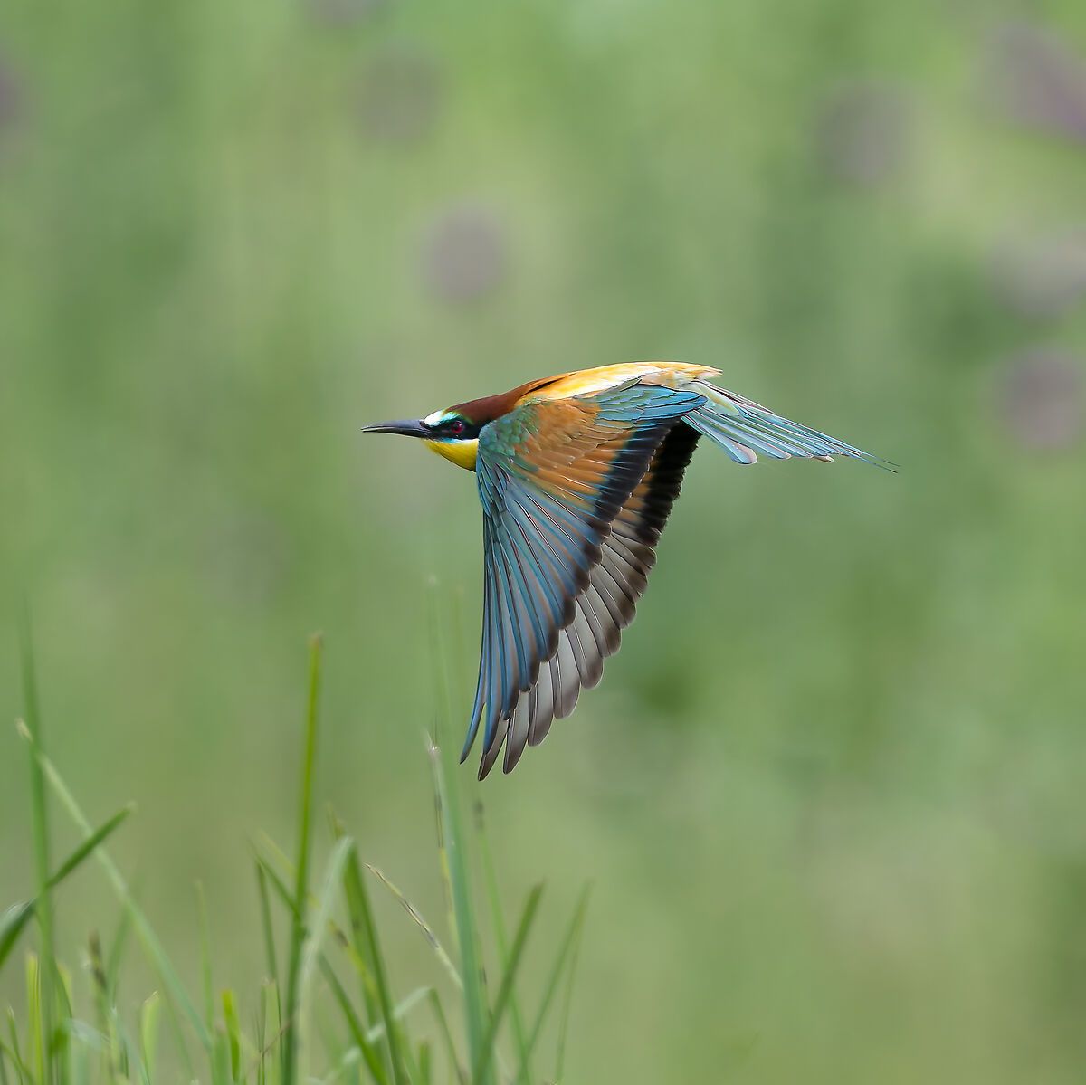 Bee-eater - Sant'Albano Stura - Piedmont