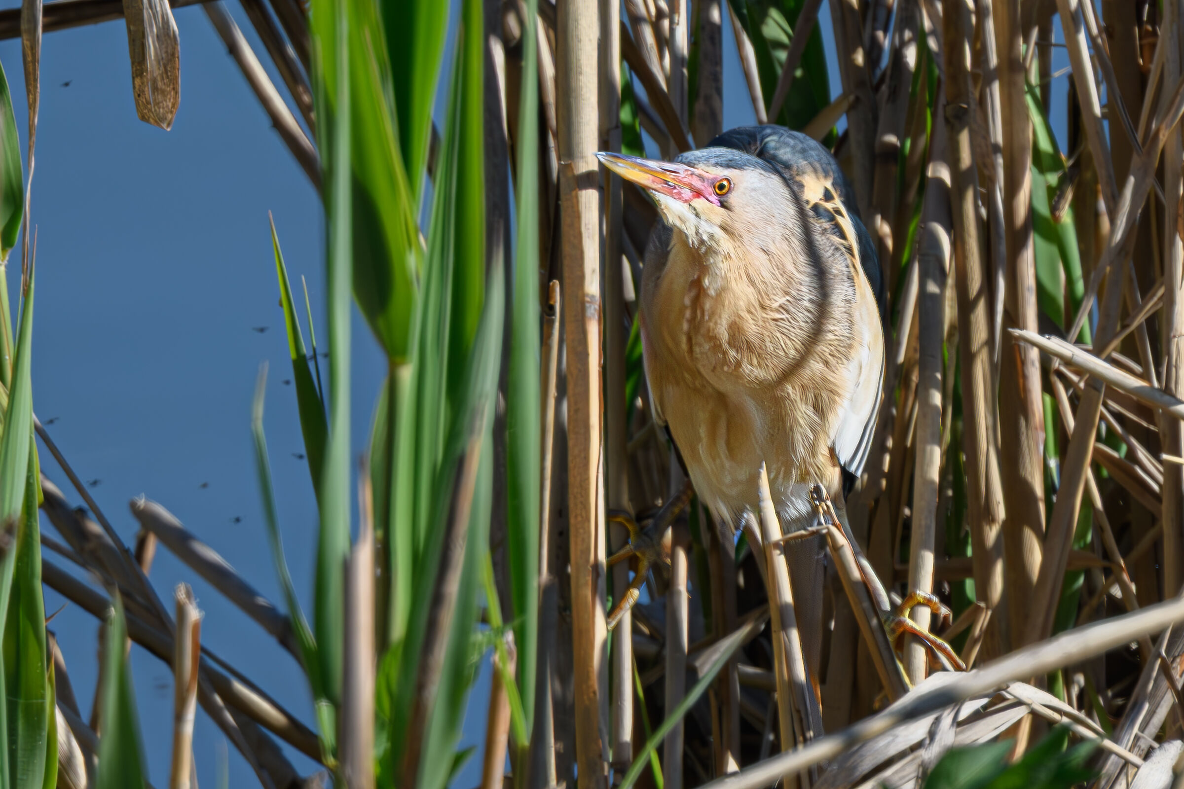 Shy bittern