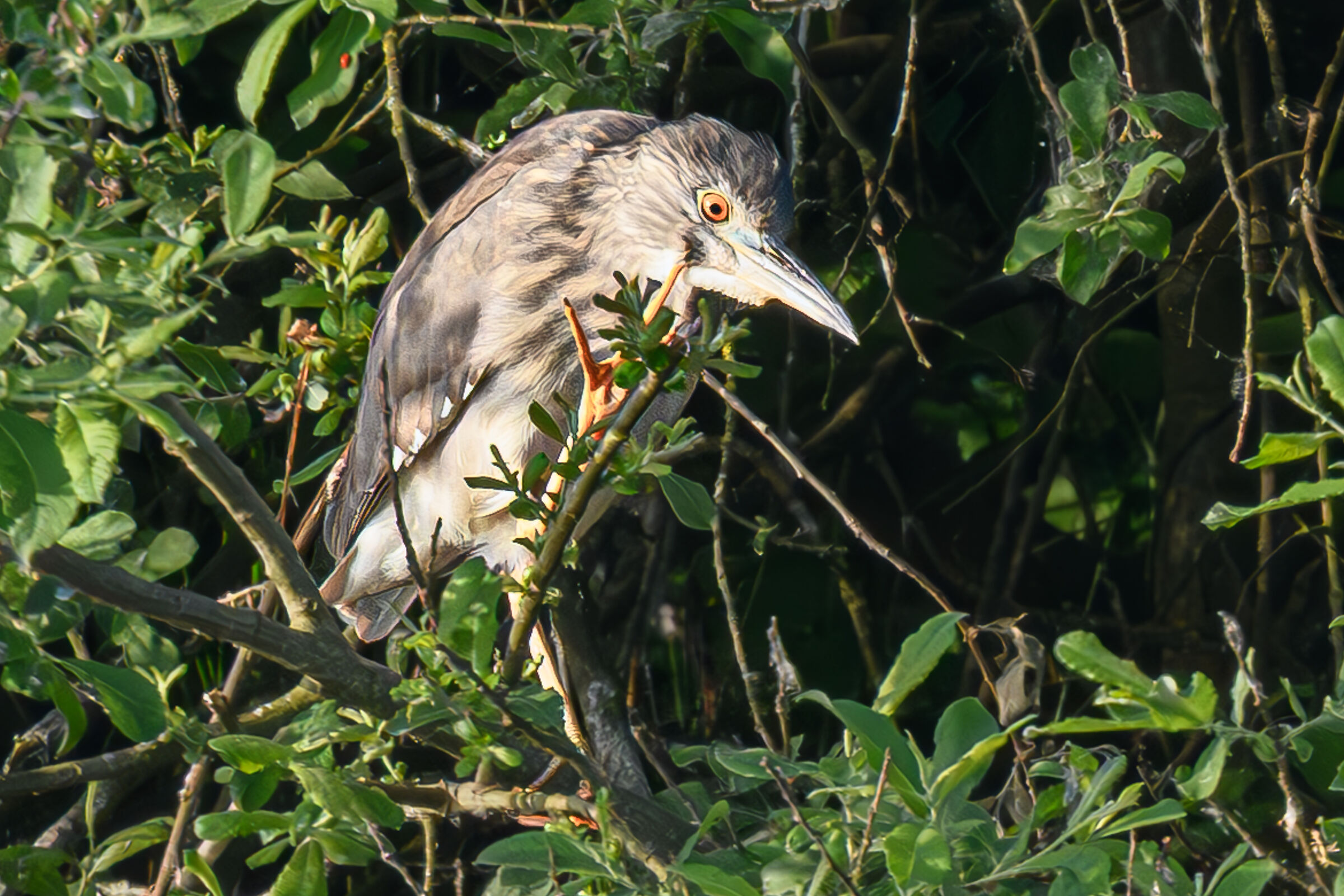Mischievous bittern