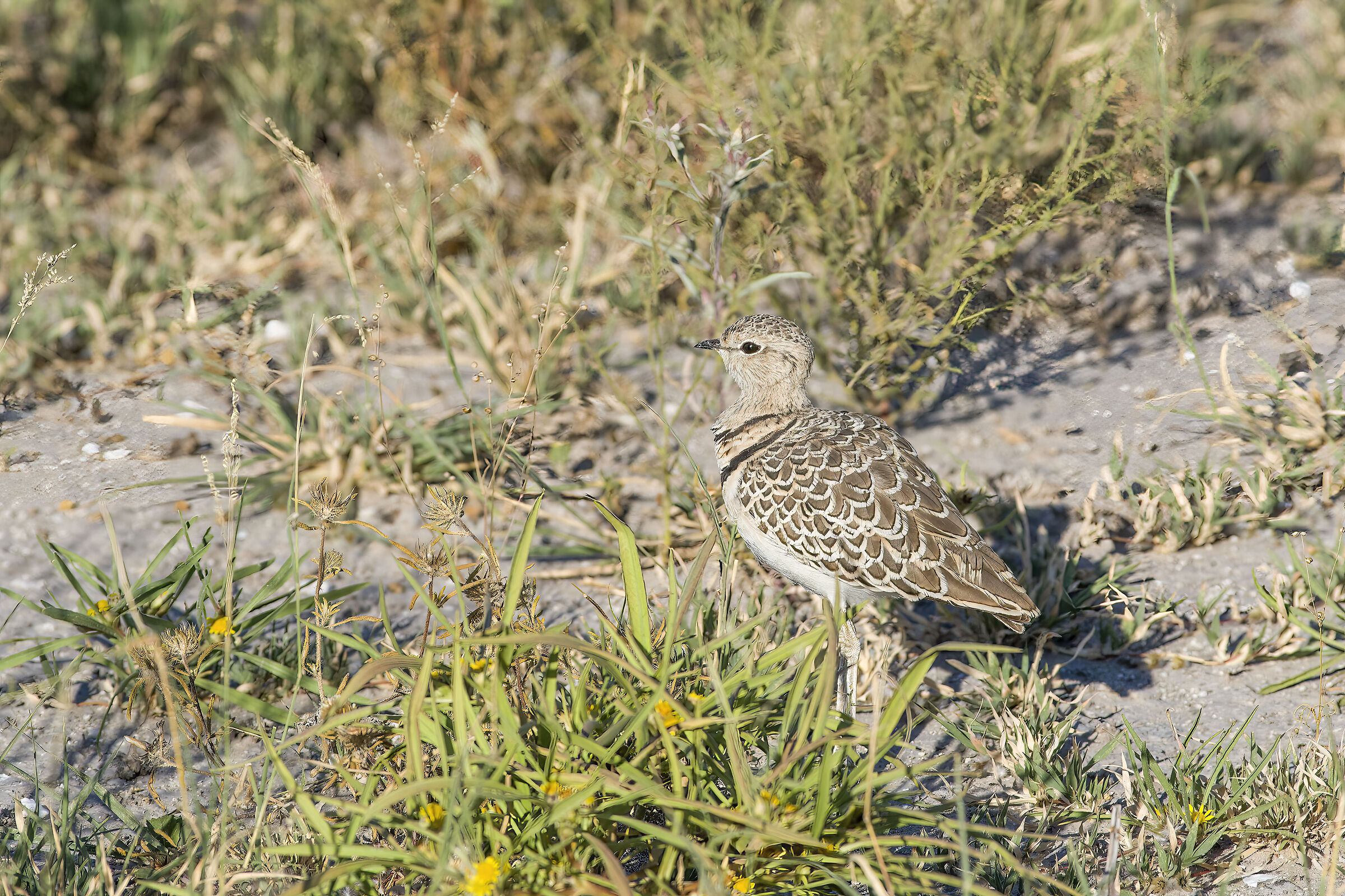 Double band corrione ( Rhinoptilus africanus)