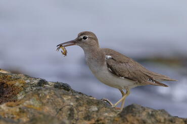 Actitis macularius