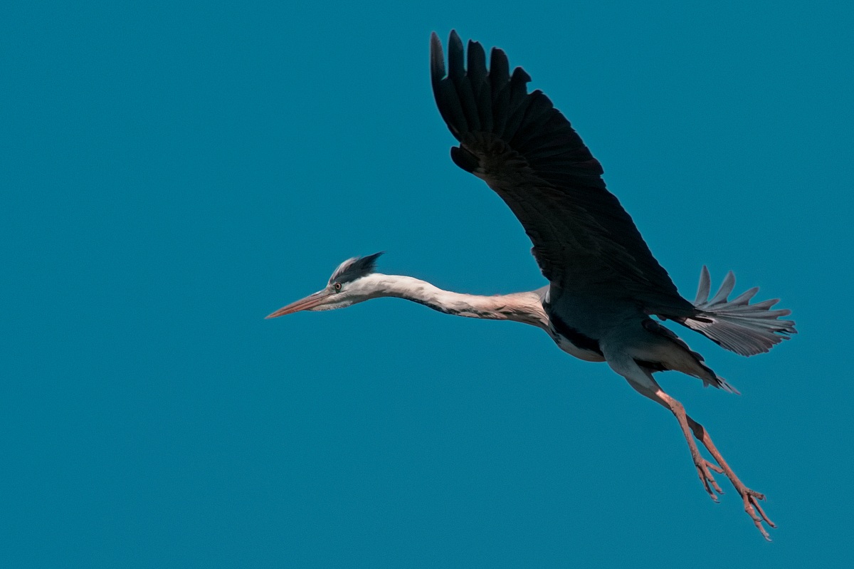 Grey Heron