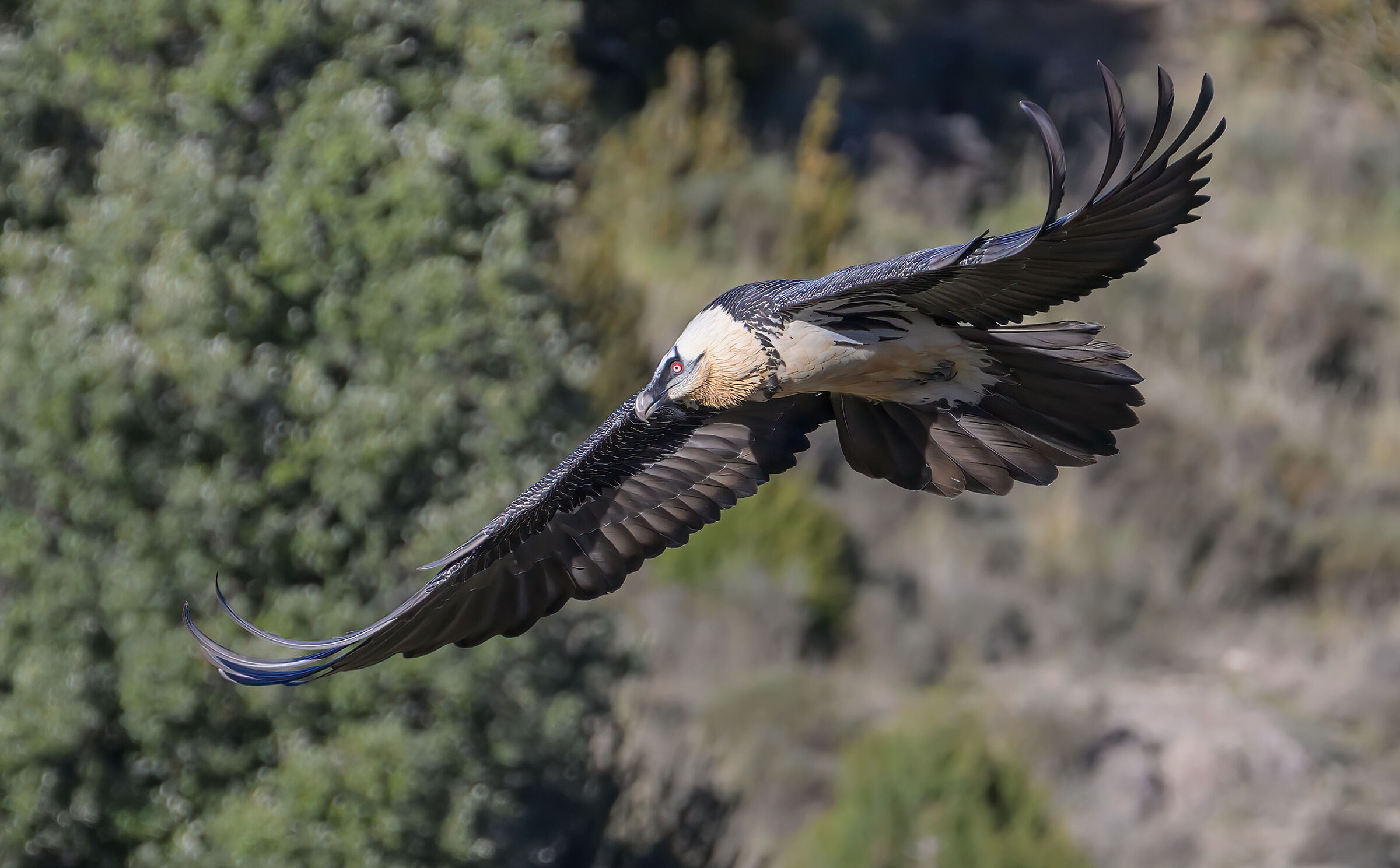 Bearded Vulture