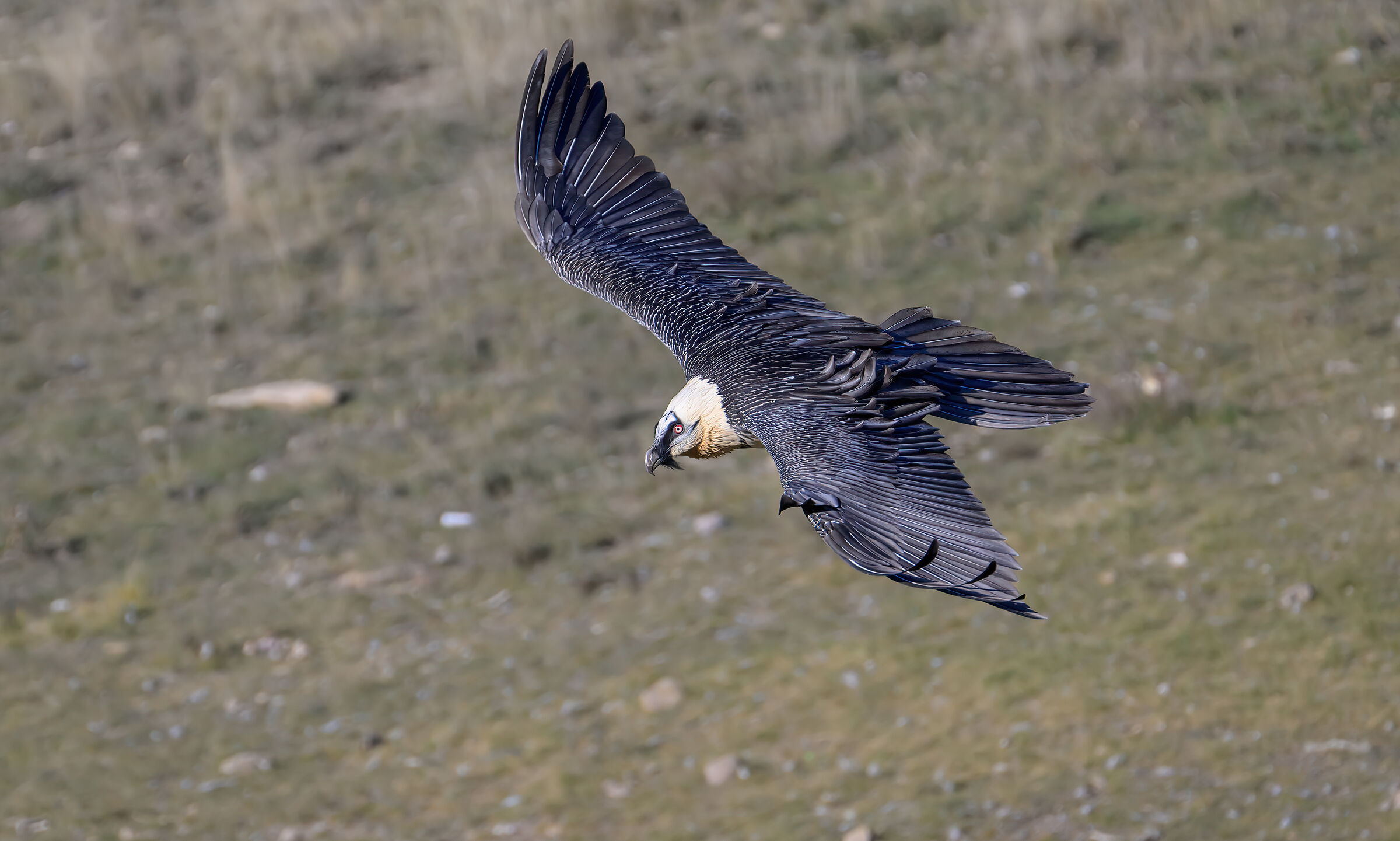 Bearded Vulture