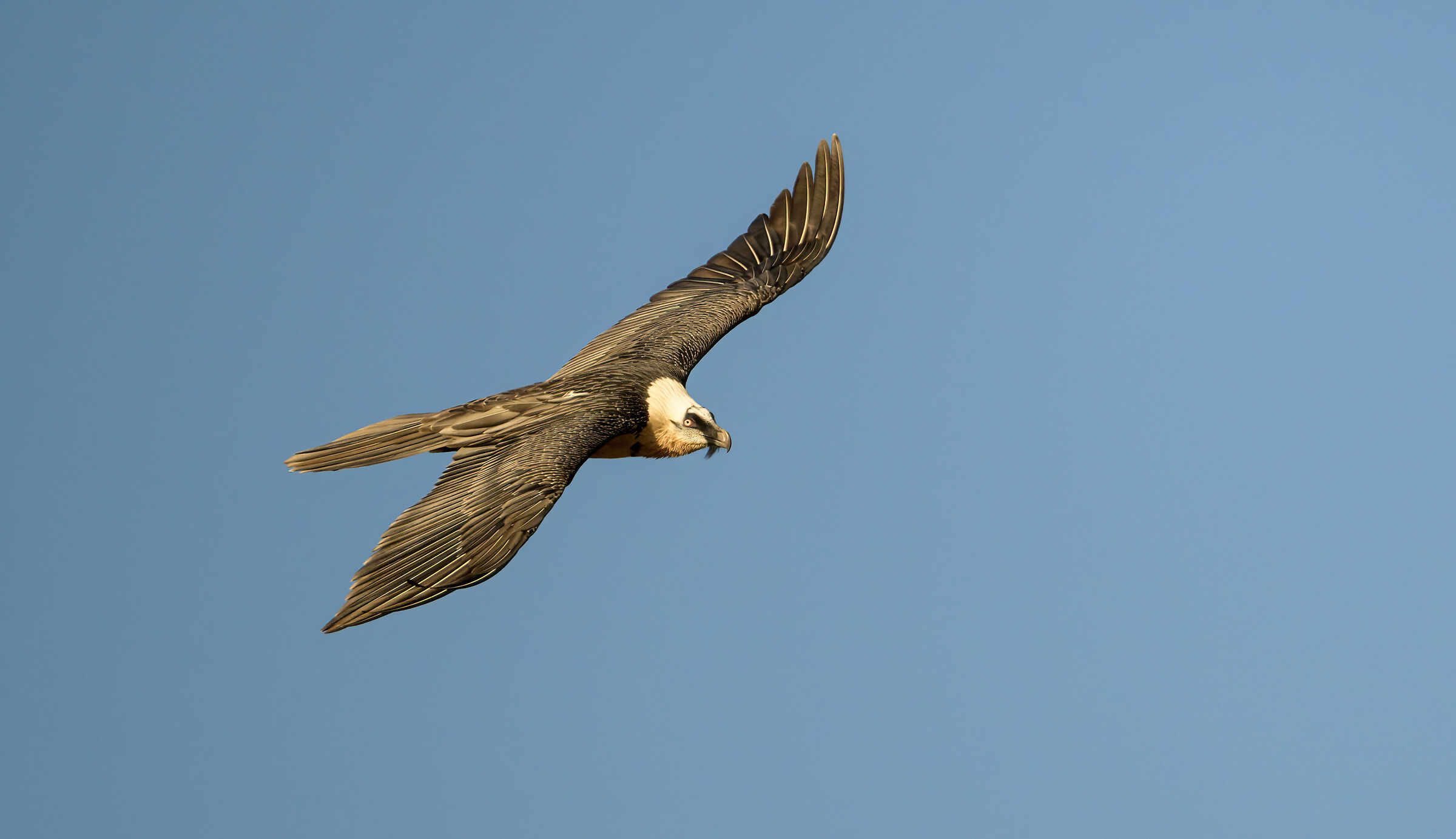 Bearded Vulture