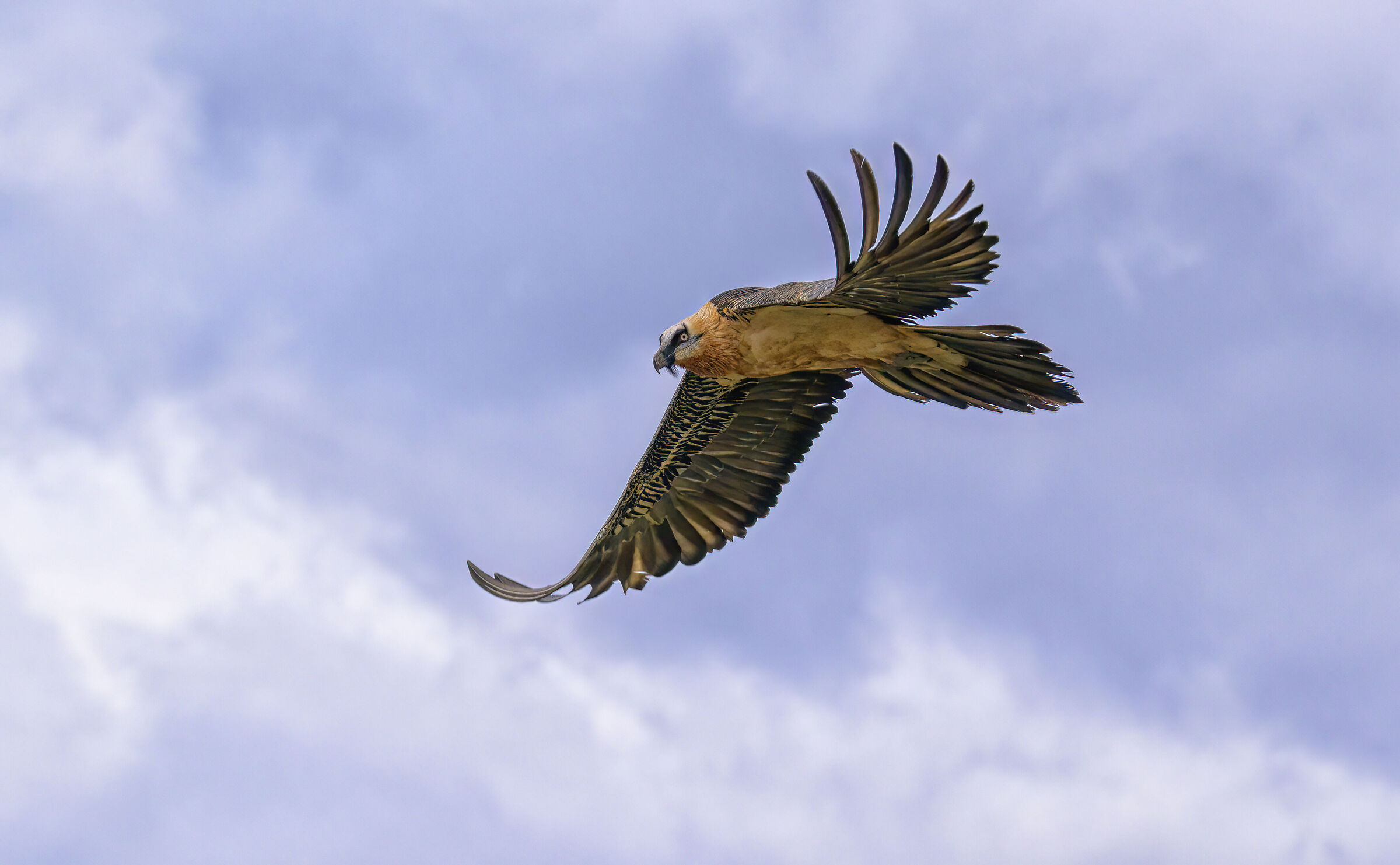 Bearded Vulture