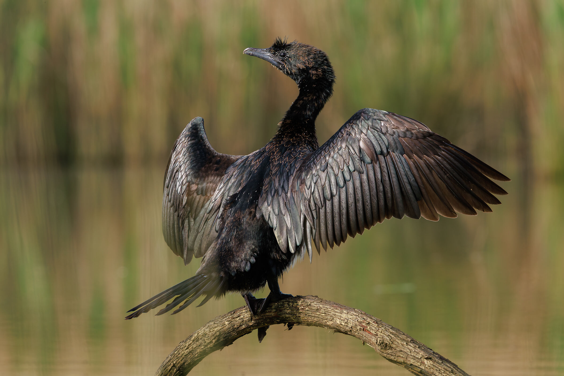 Pygmeus Cormorant (Pallas, 1773)