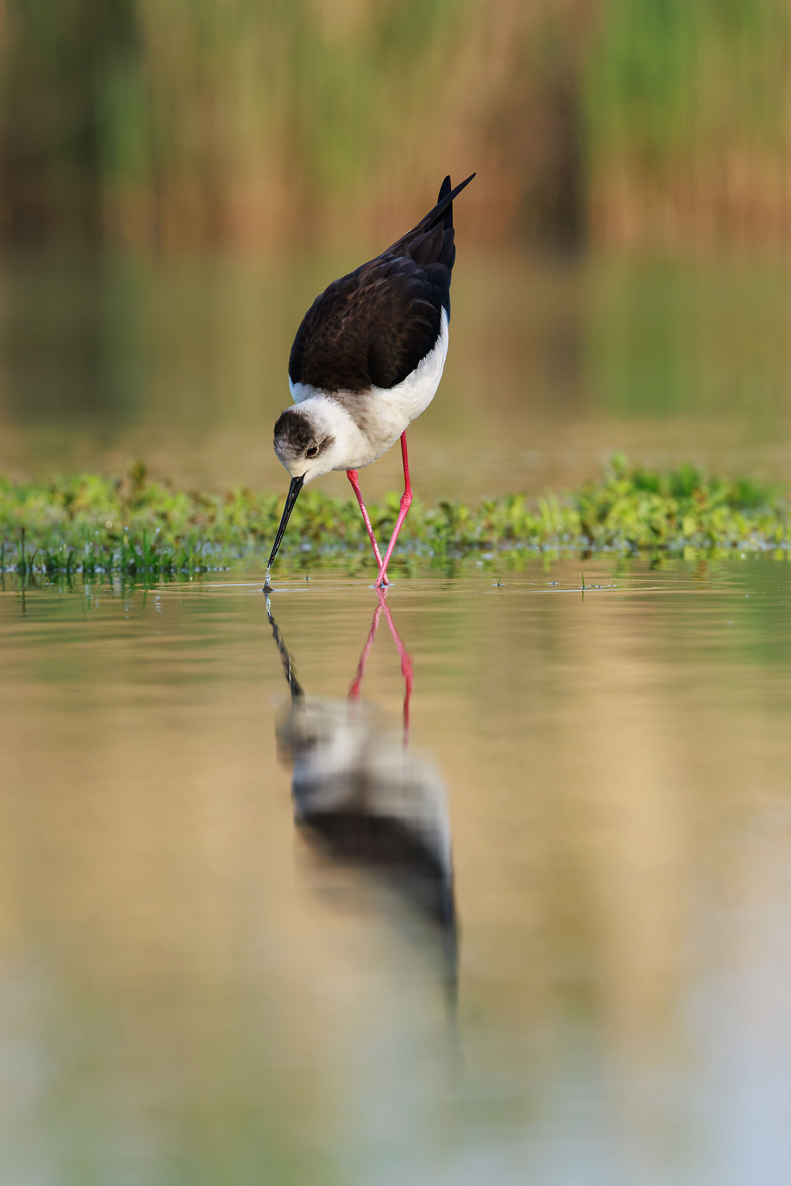 Black-winged Stilt (Himantopus himantopus)