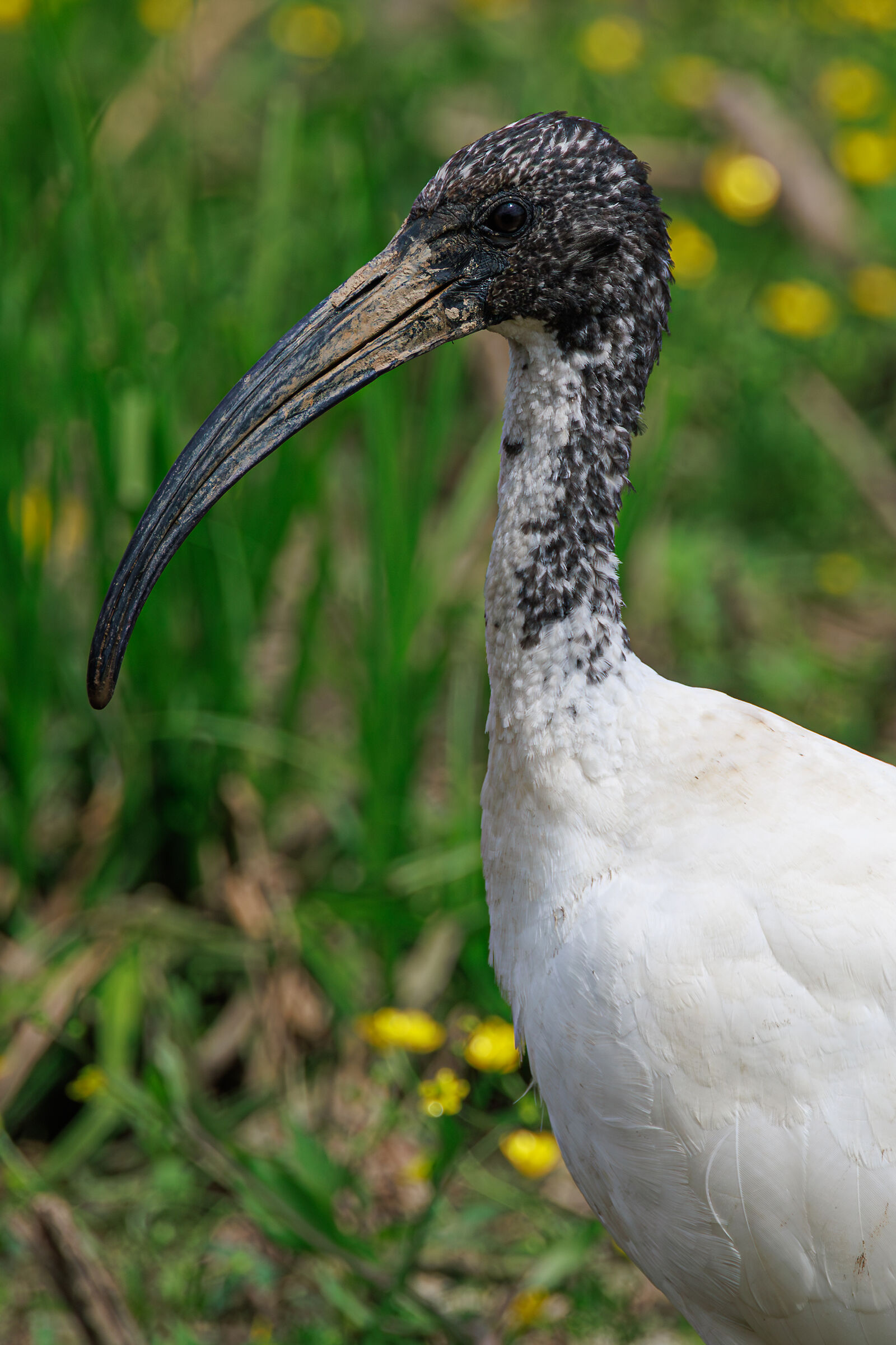 Sacred ibis Threskiornis aethiopicus (Latham, 1790)