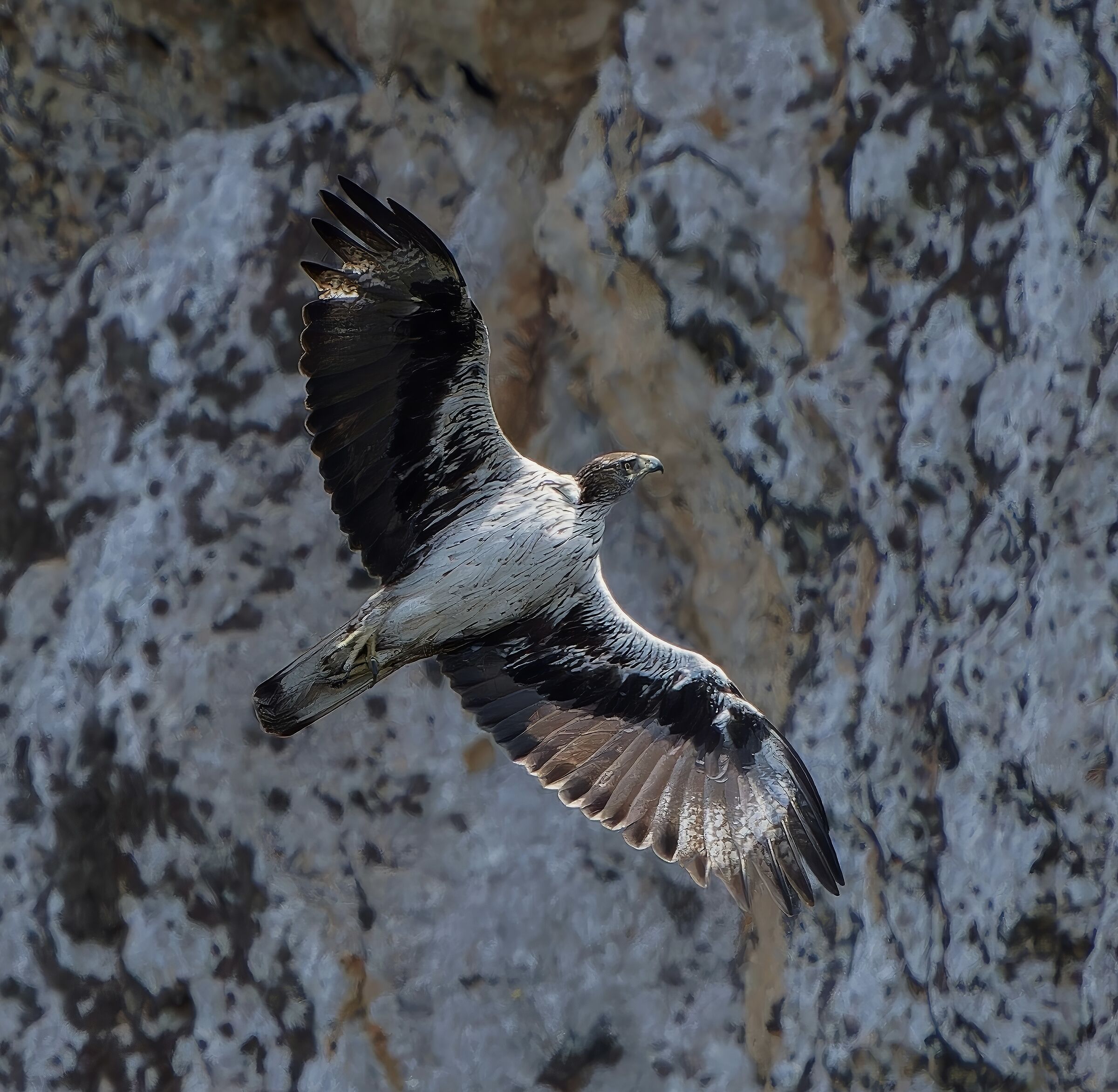 Bonelli's Eagle