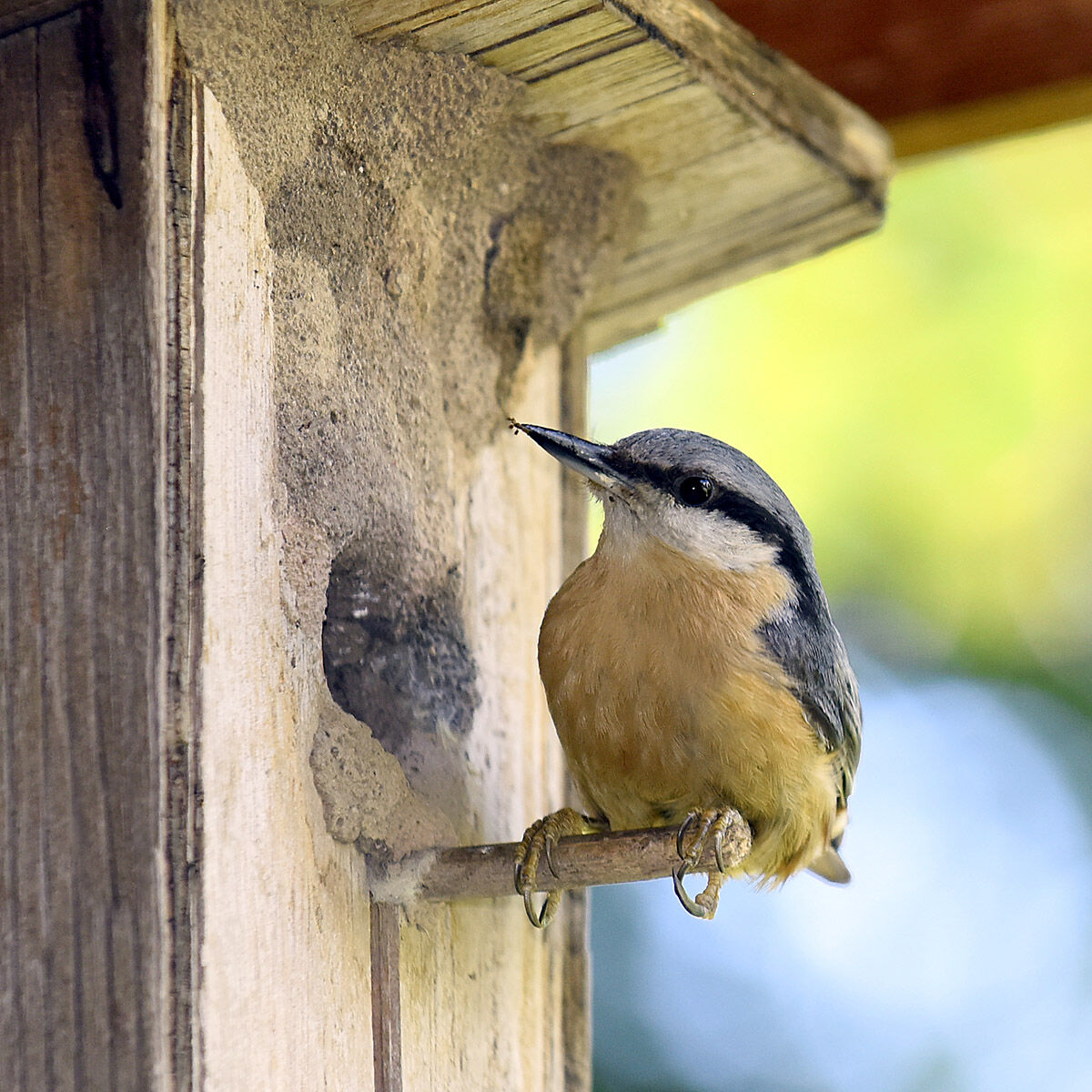 Wood nuthatch