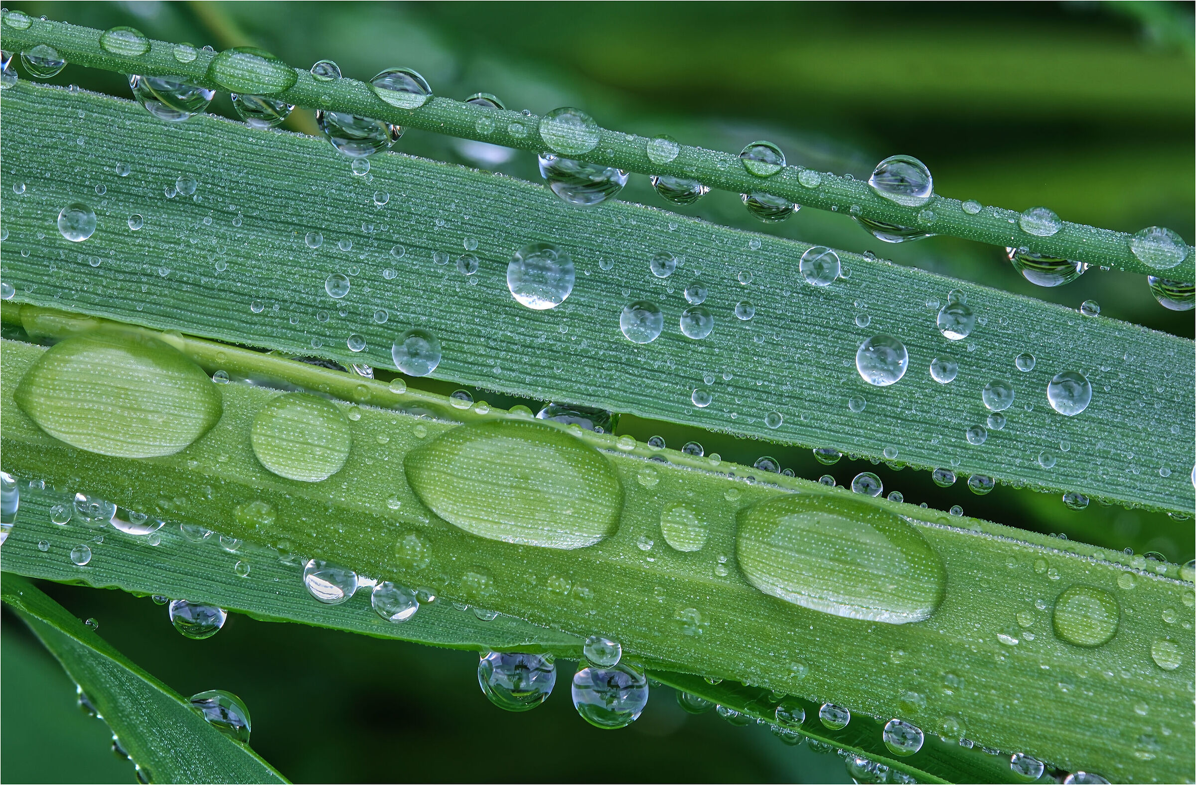 -erba con gocce di pioggia-