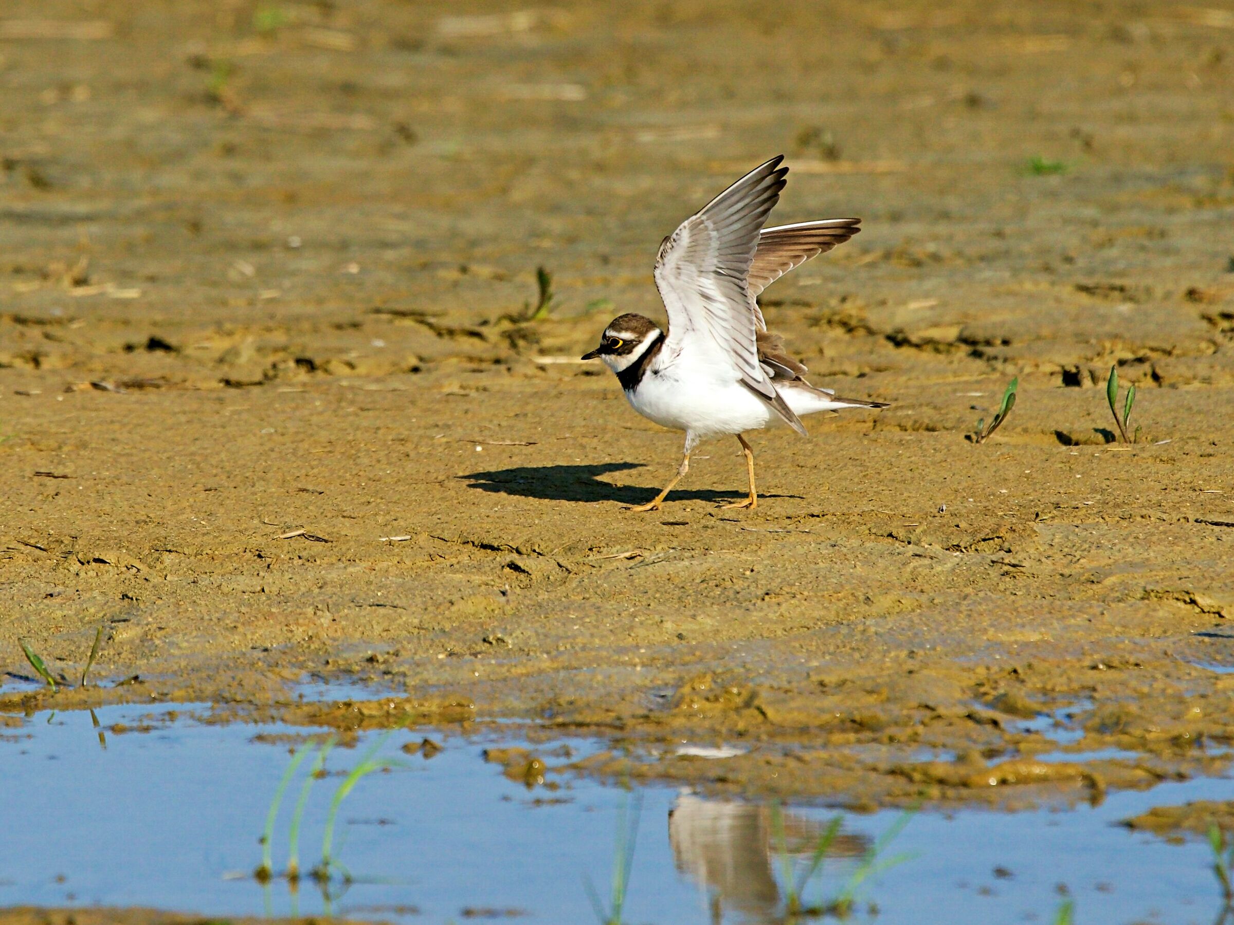 Little ringed plover