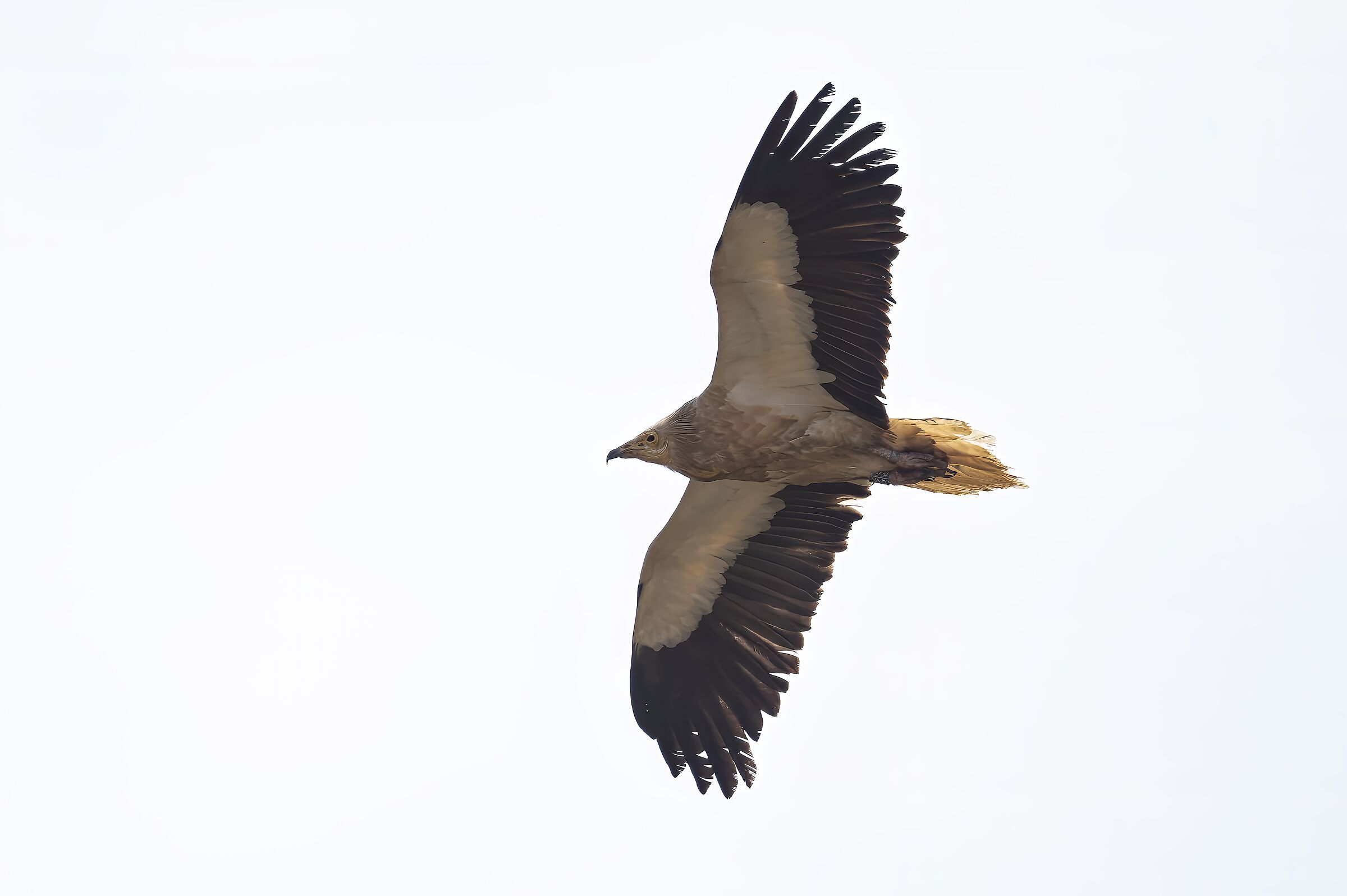 White scavenger vulture