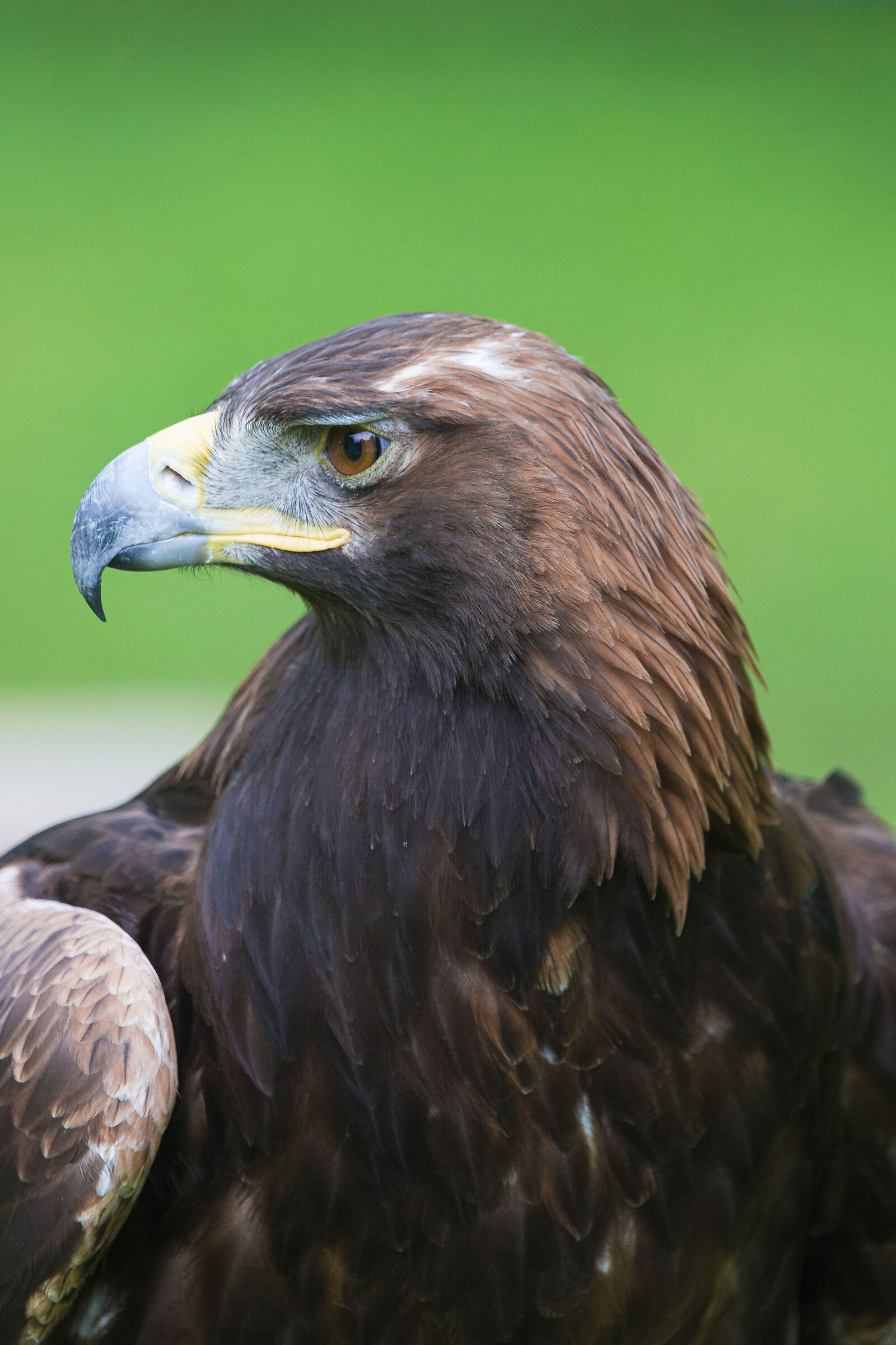 Golden eagle