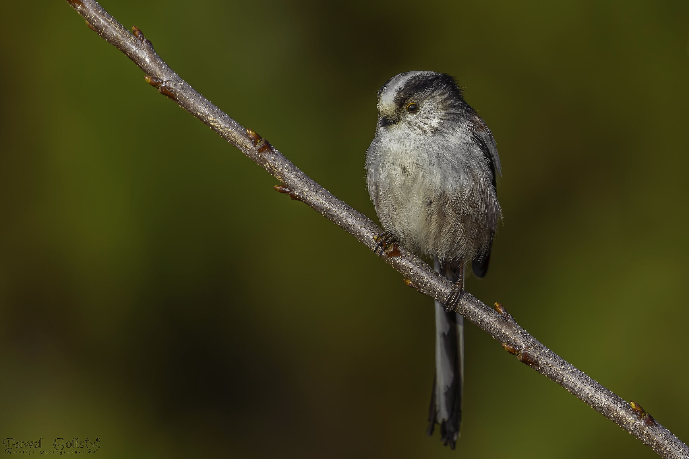 Cincia codalunga (Aegithalos caudatus)