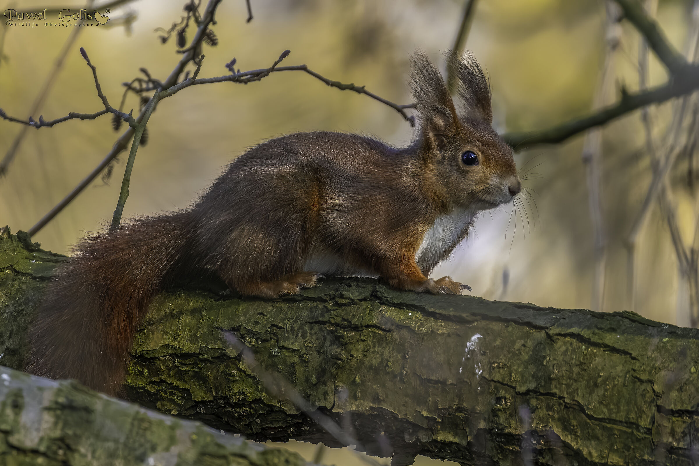 Scoiattolo rosso eurasiatico (Sciurus vulgaris)