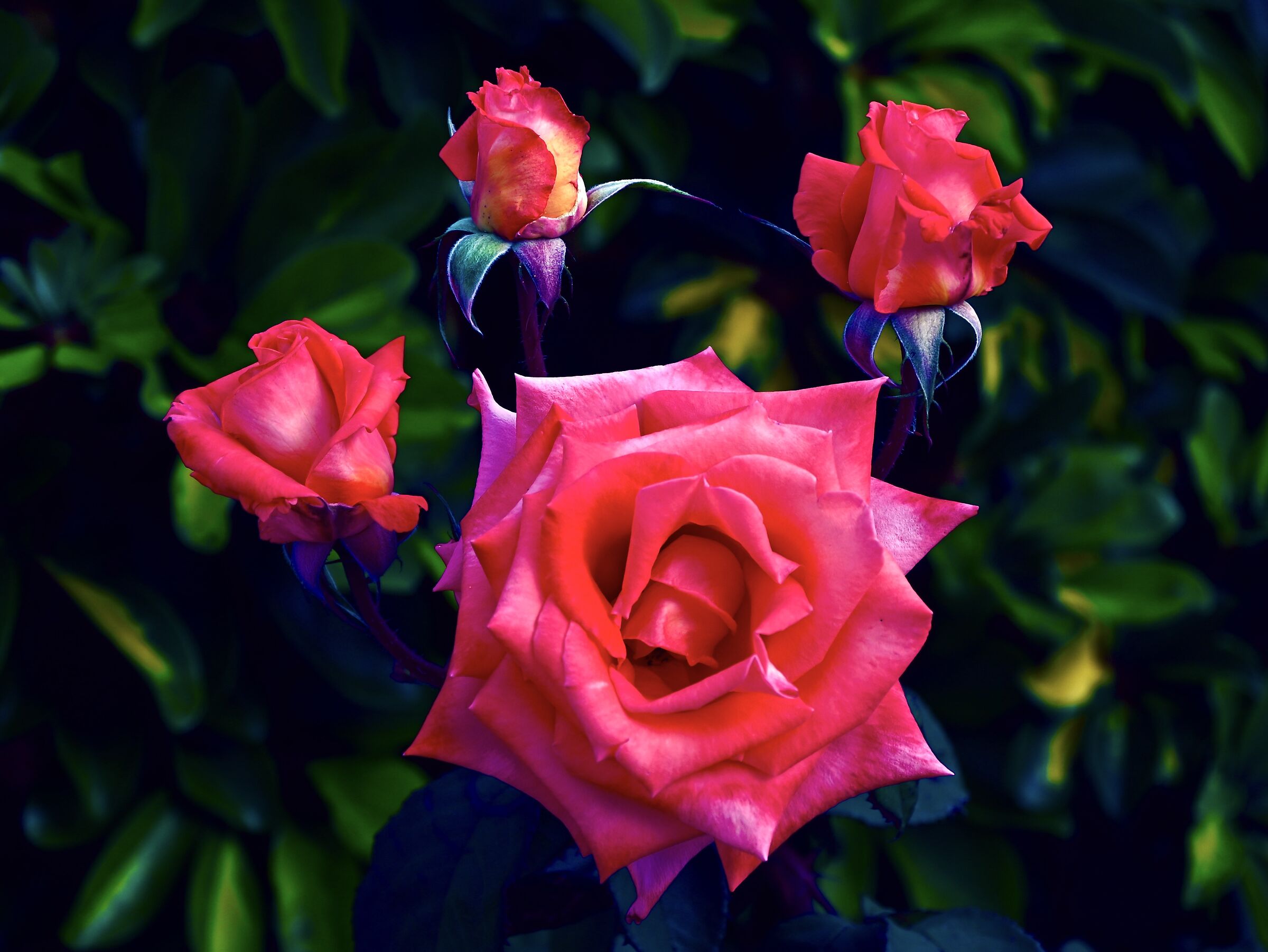 La regina con la sua corona