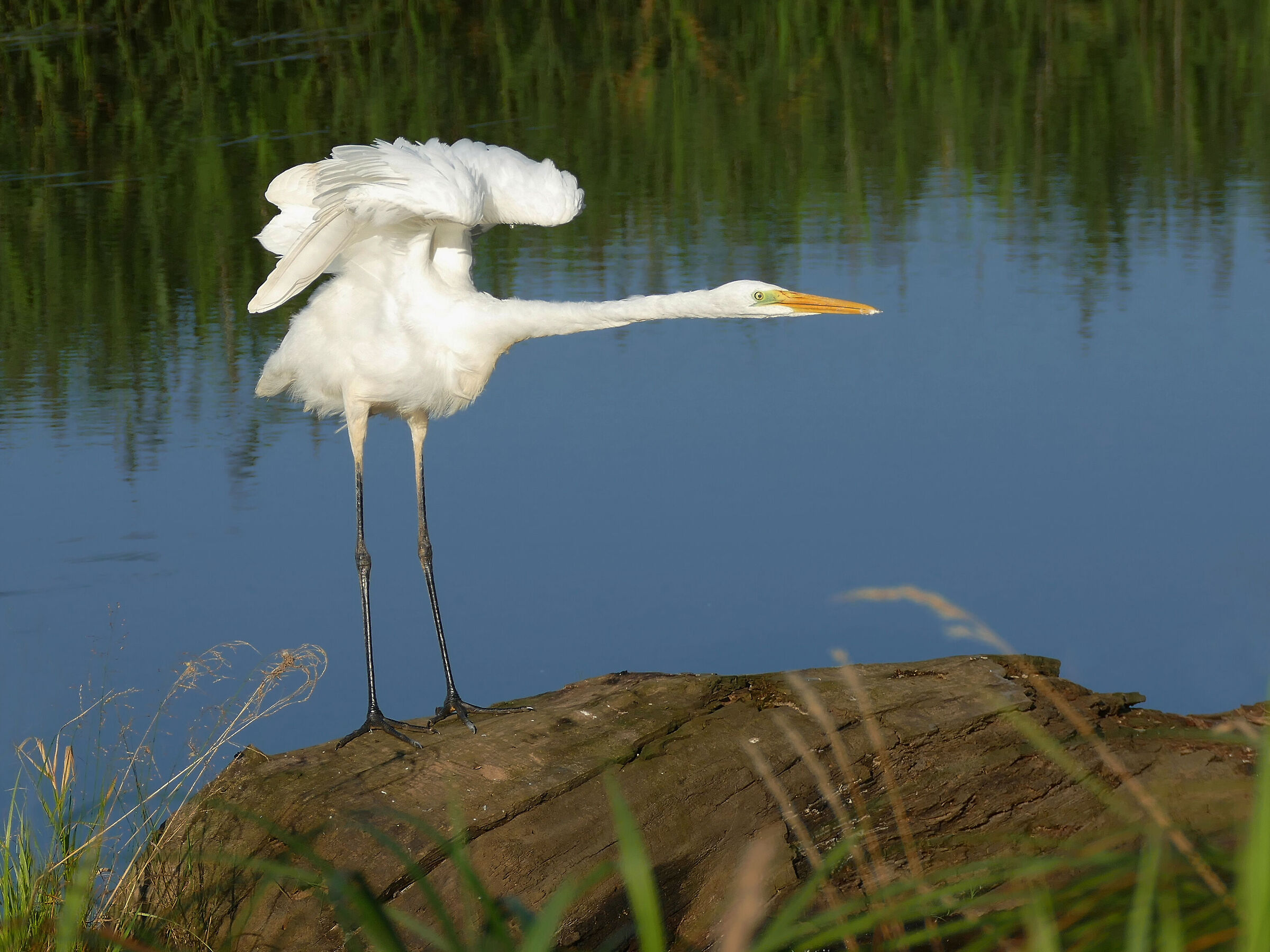 White heron