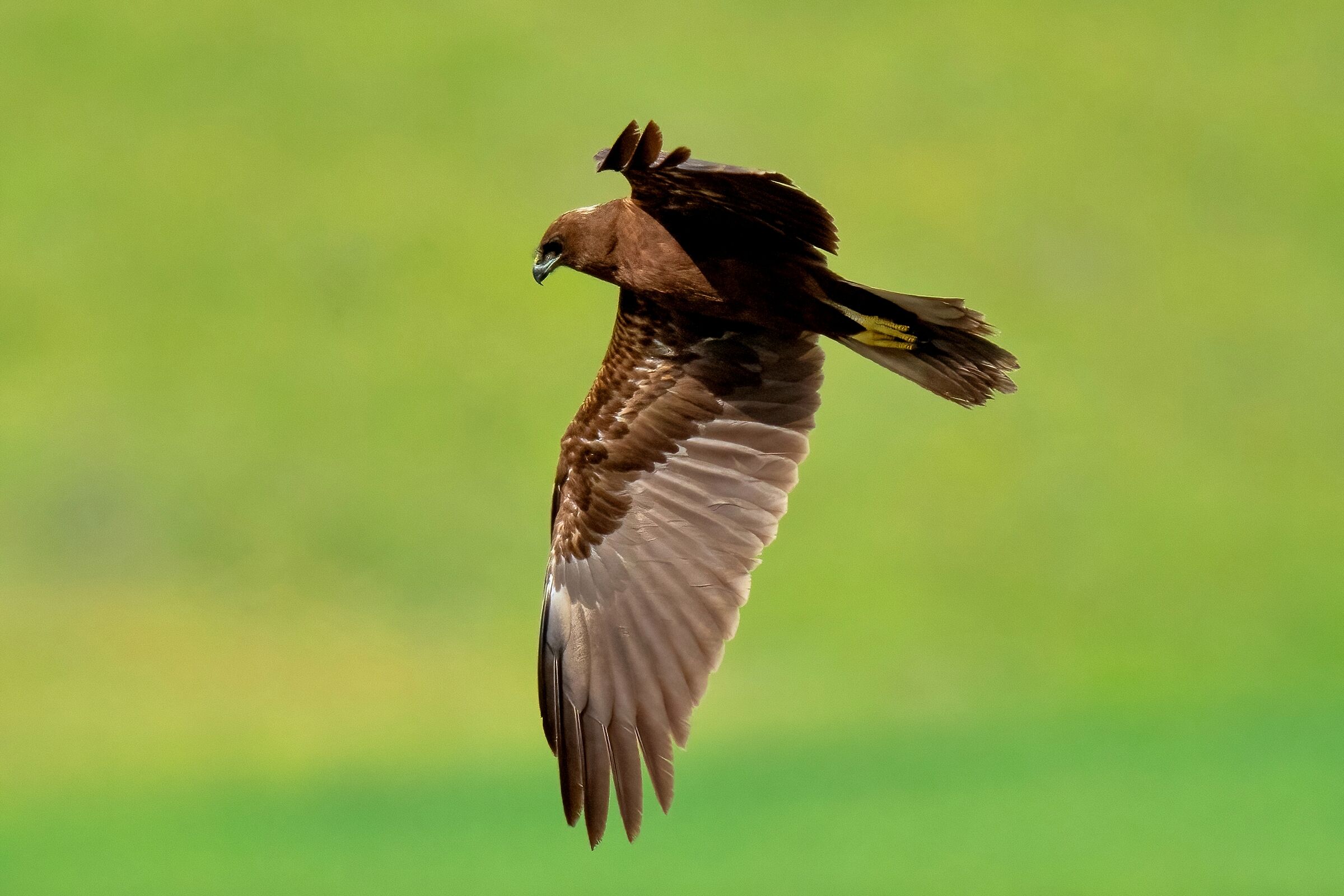 Falco di palude (Circus aeruginosus)