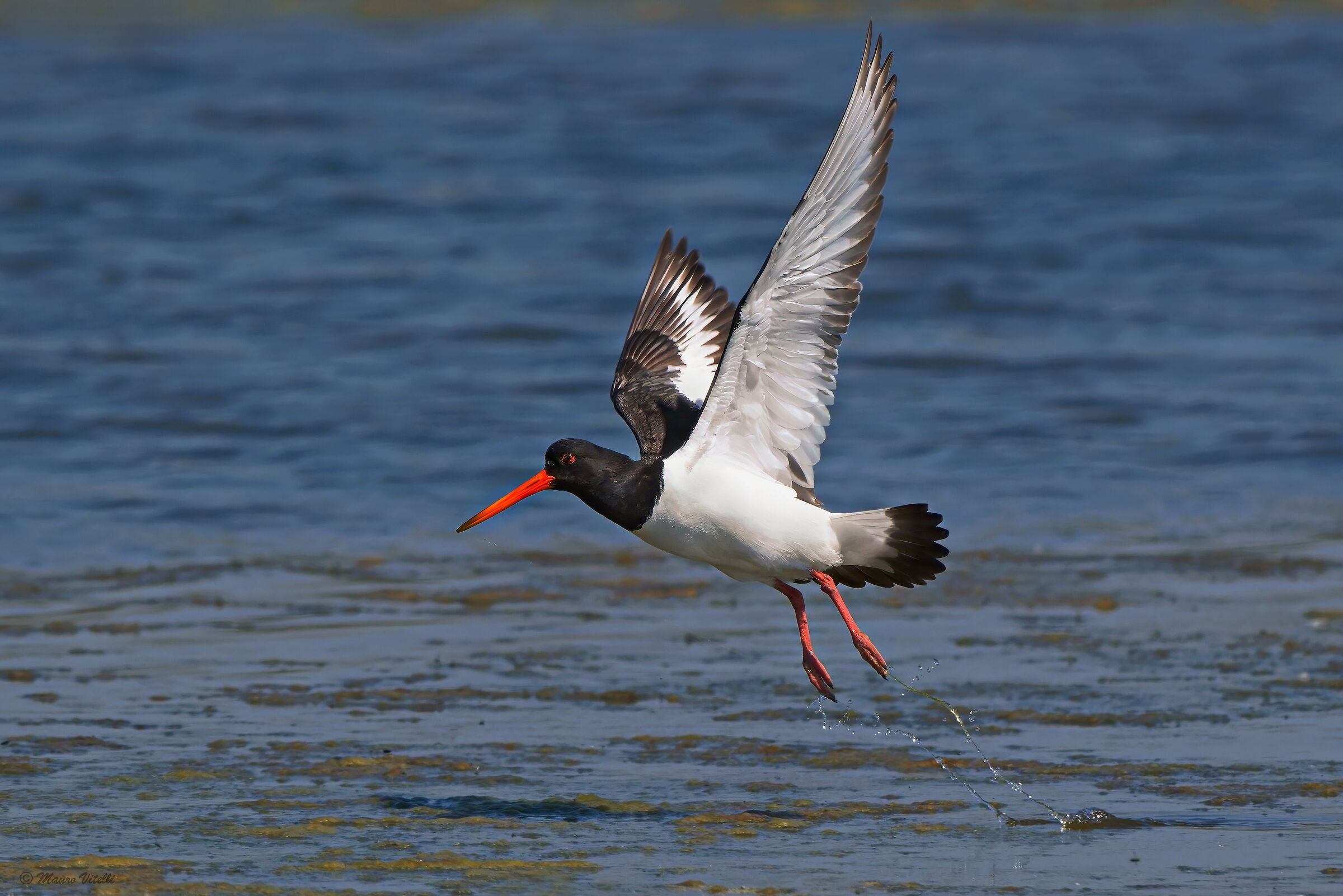 Oystercatcher (Haematopus ostralegus)
