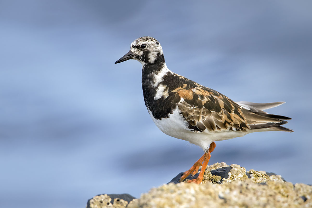 Pietra girevole rubiconda