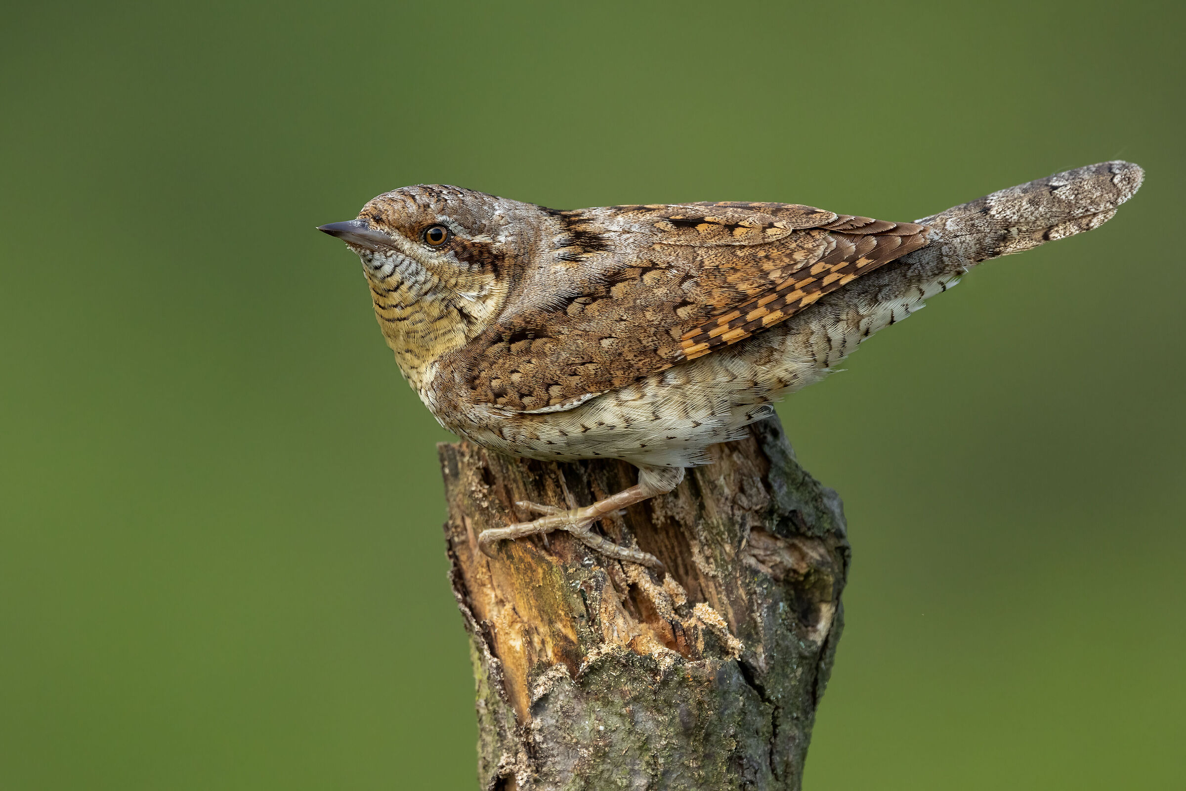 Torcicollo