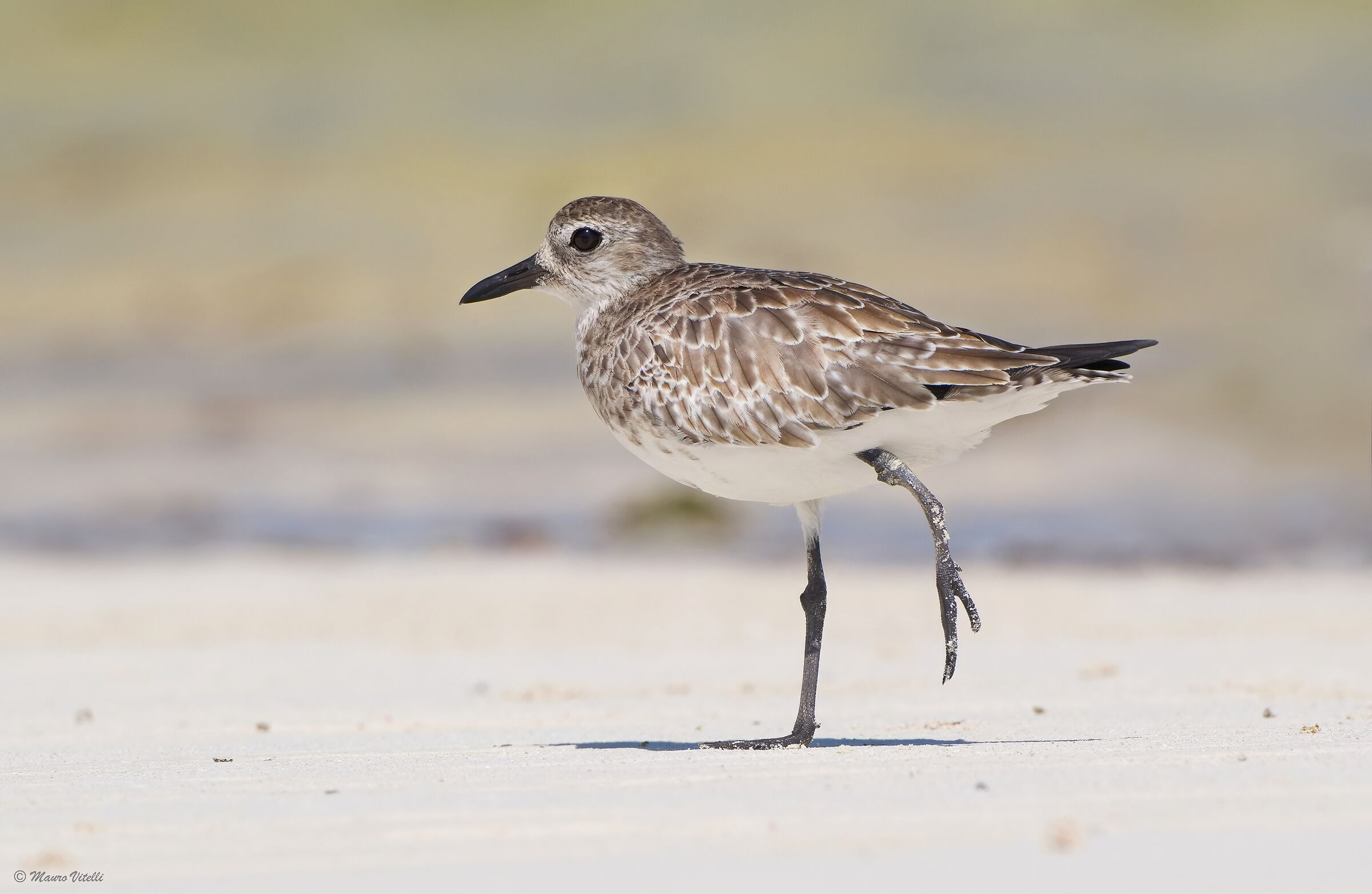 Plover (Pluvialis squatarola)