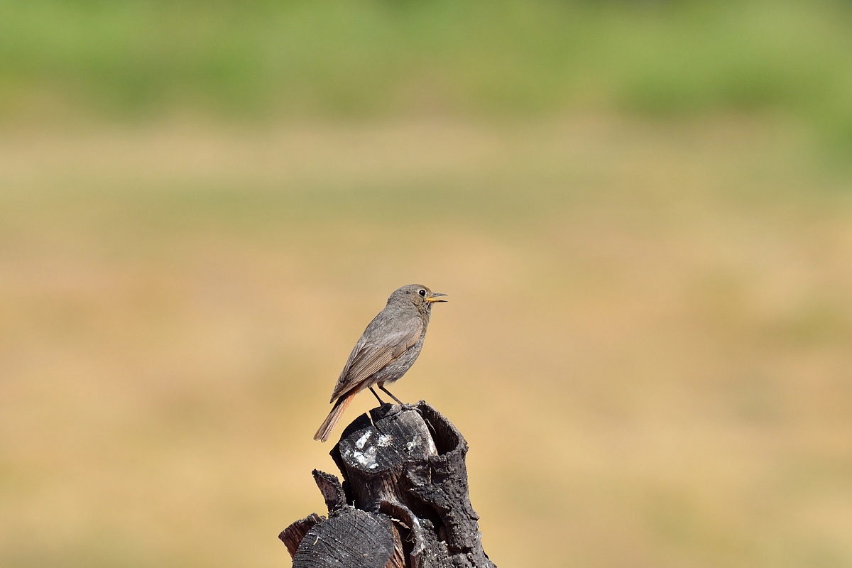 Redstart