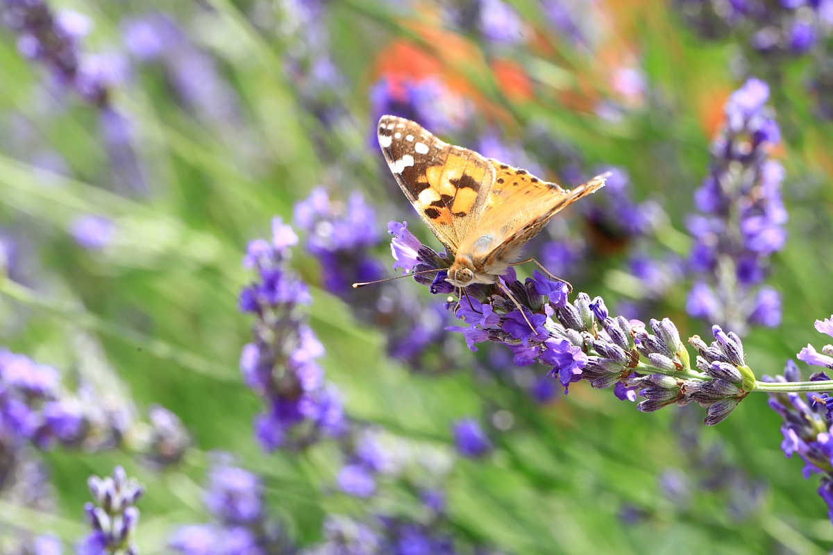 Lavanda,pranzo speciale.