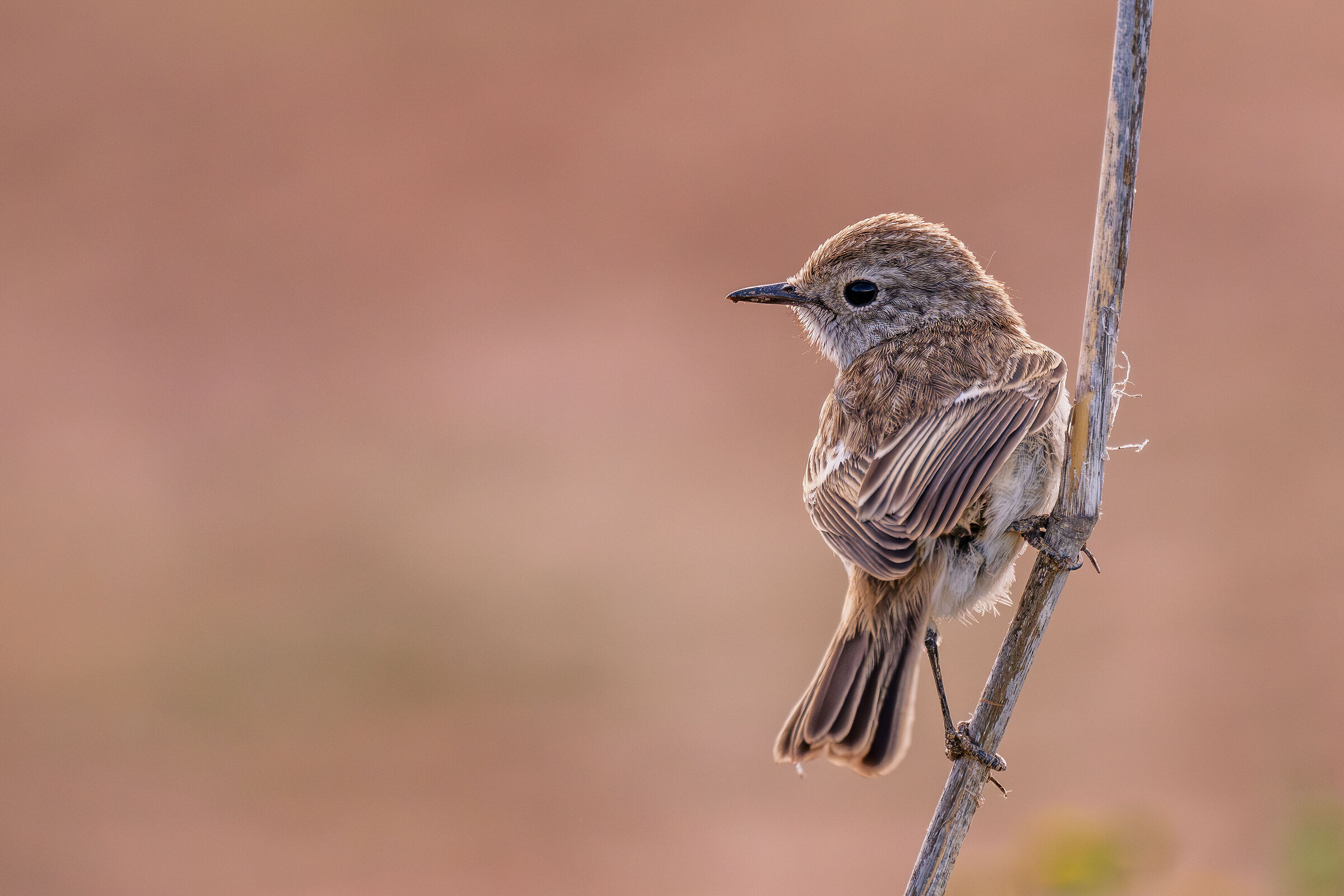 Female Canarian Stonechatter