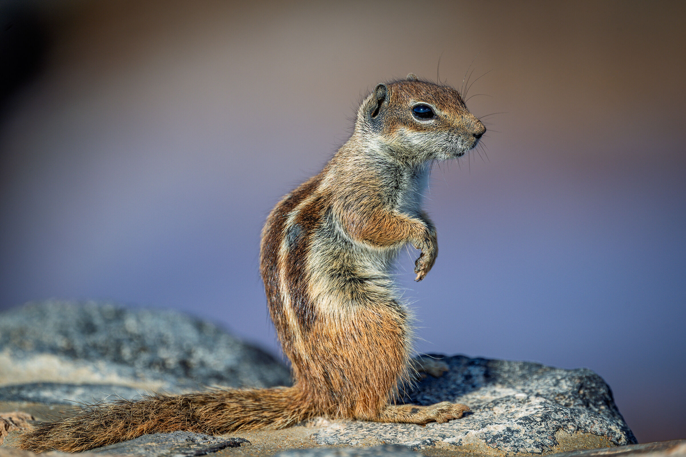 Barbary squirrel