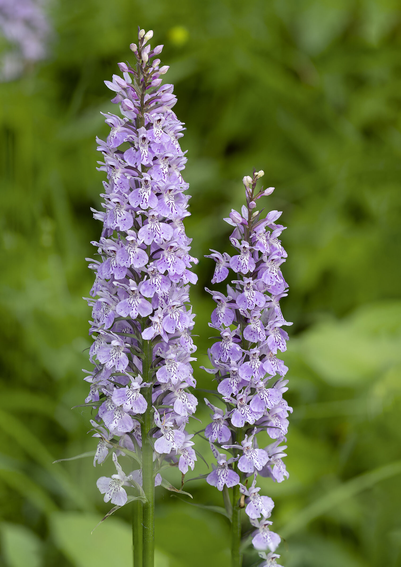 Dactylorhiza fuchsii