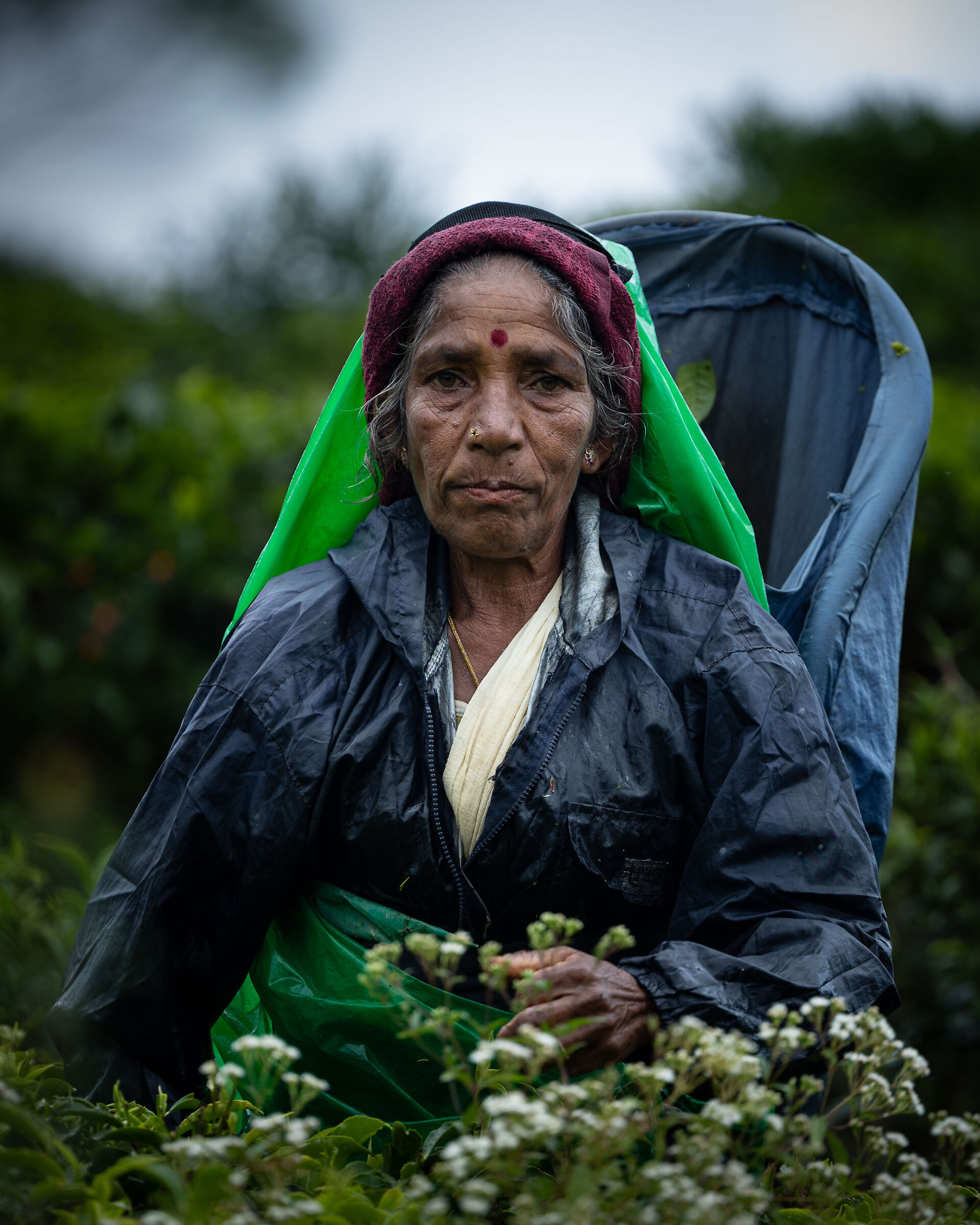 In the tea plantations