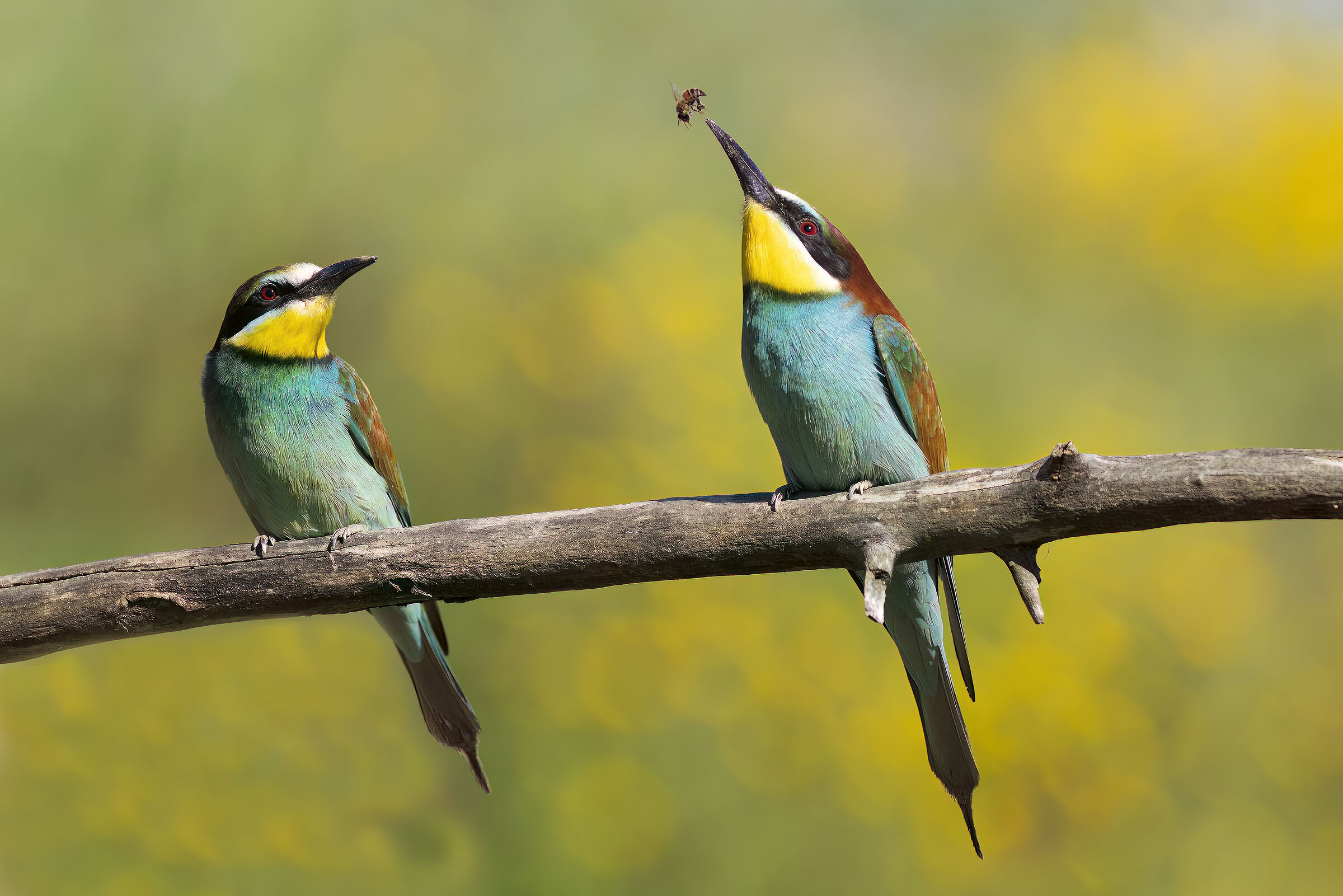 Juggling bee-eater