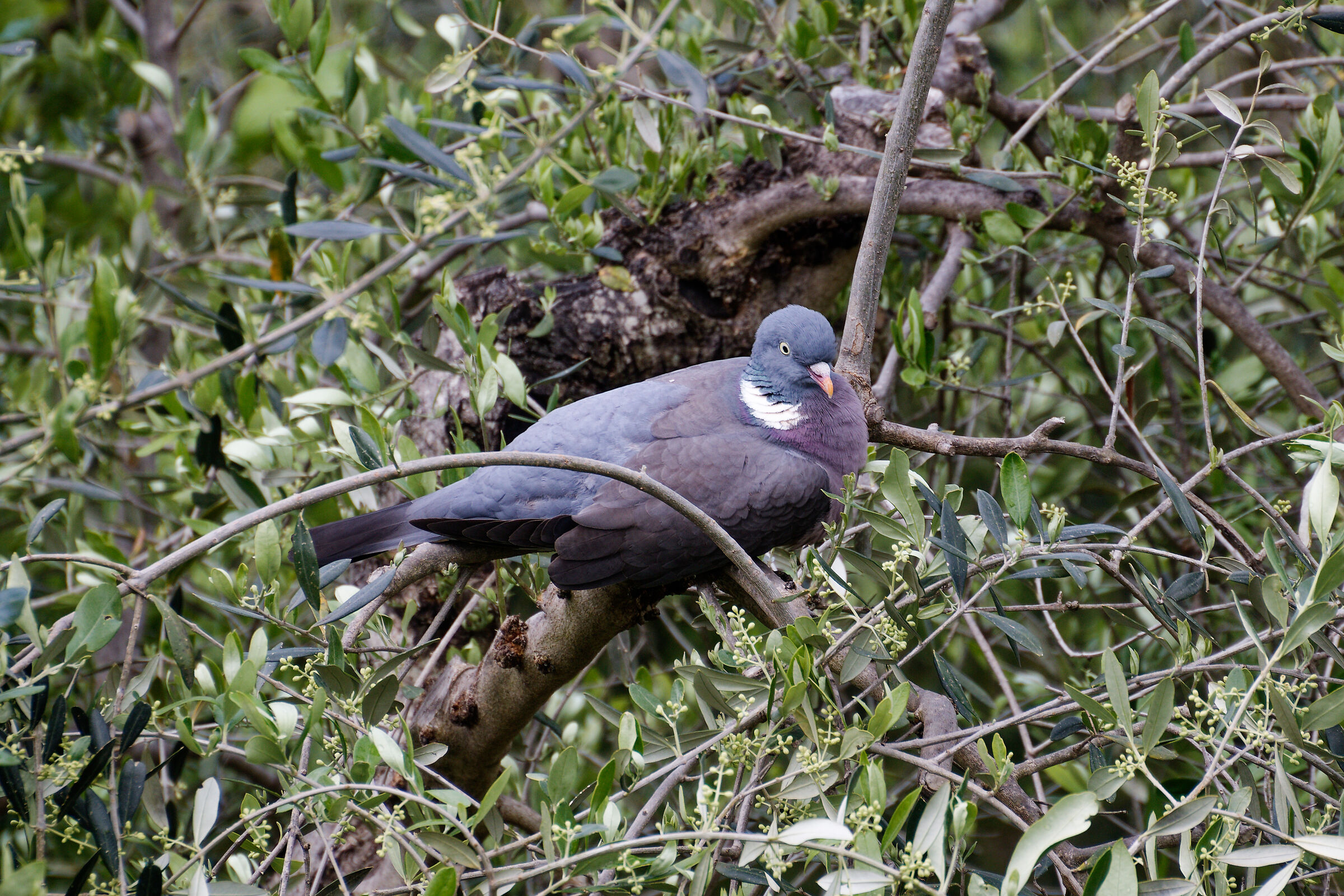 Wood pigeon