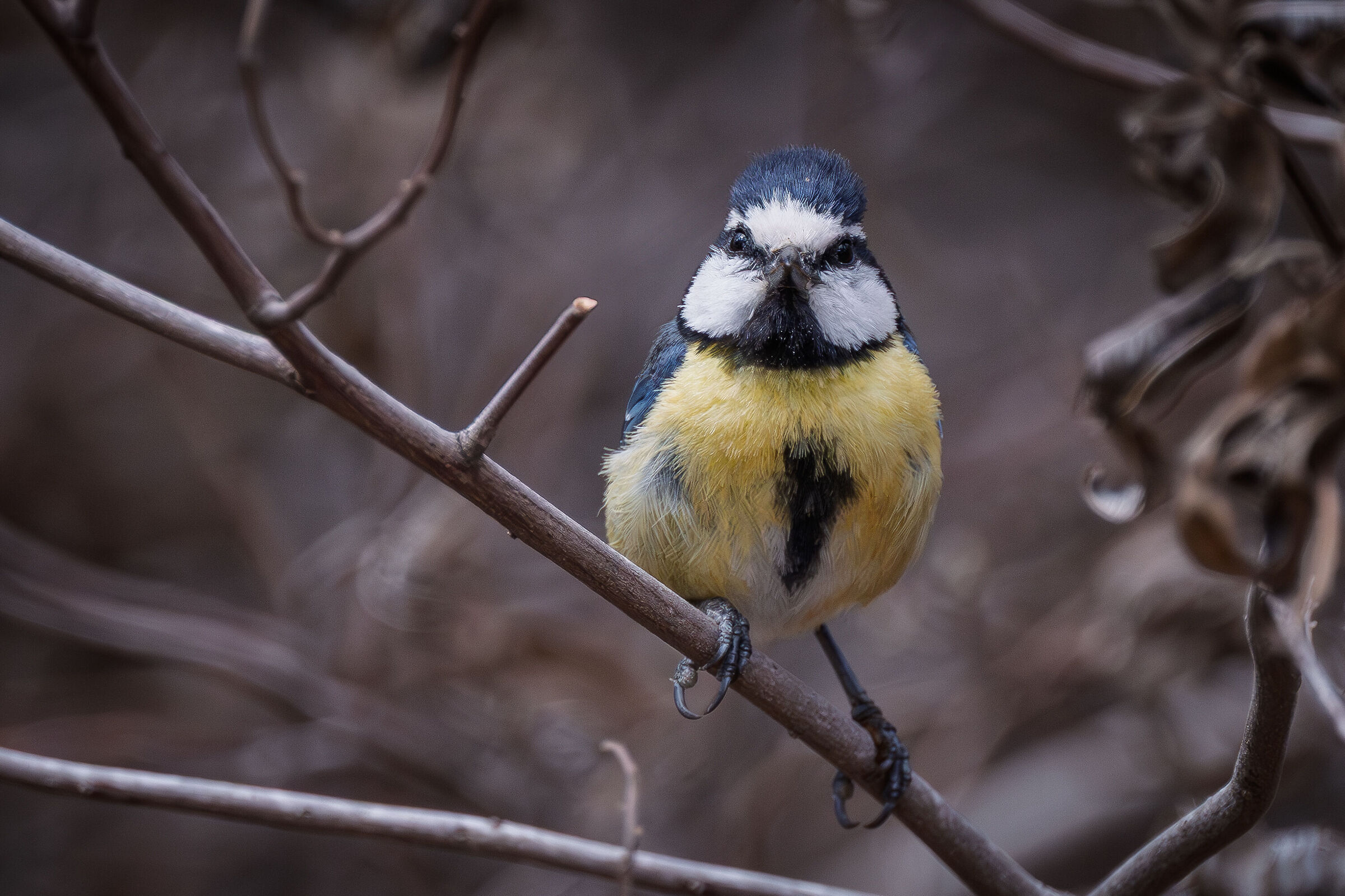 Algerian Blue (ssp Teneriffae)