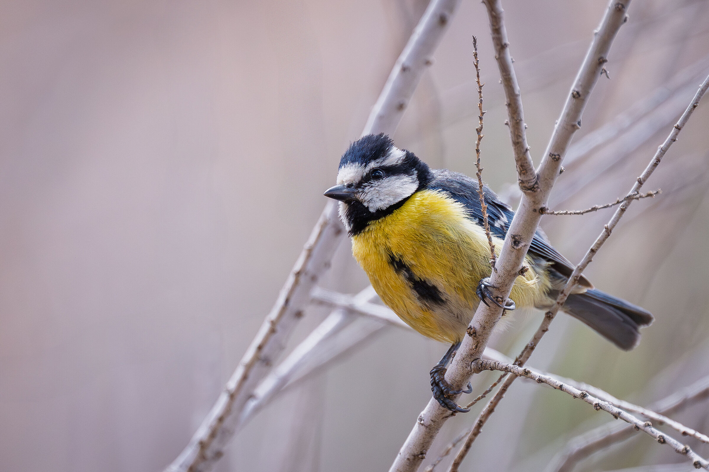 Algerian Blue (ssp Teneriffae)