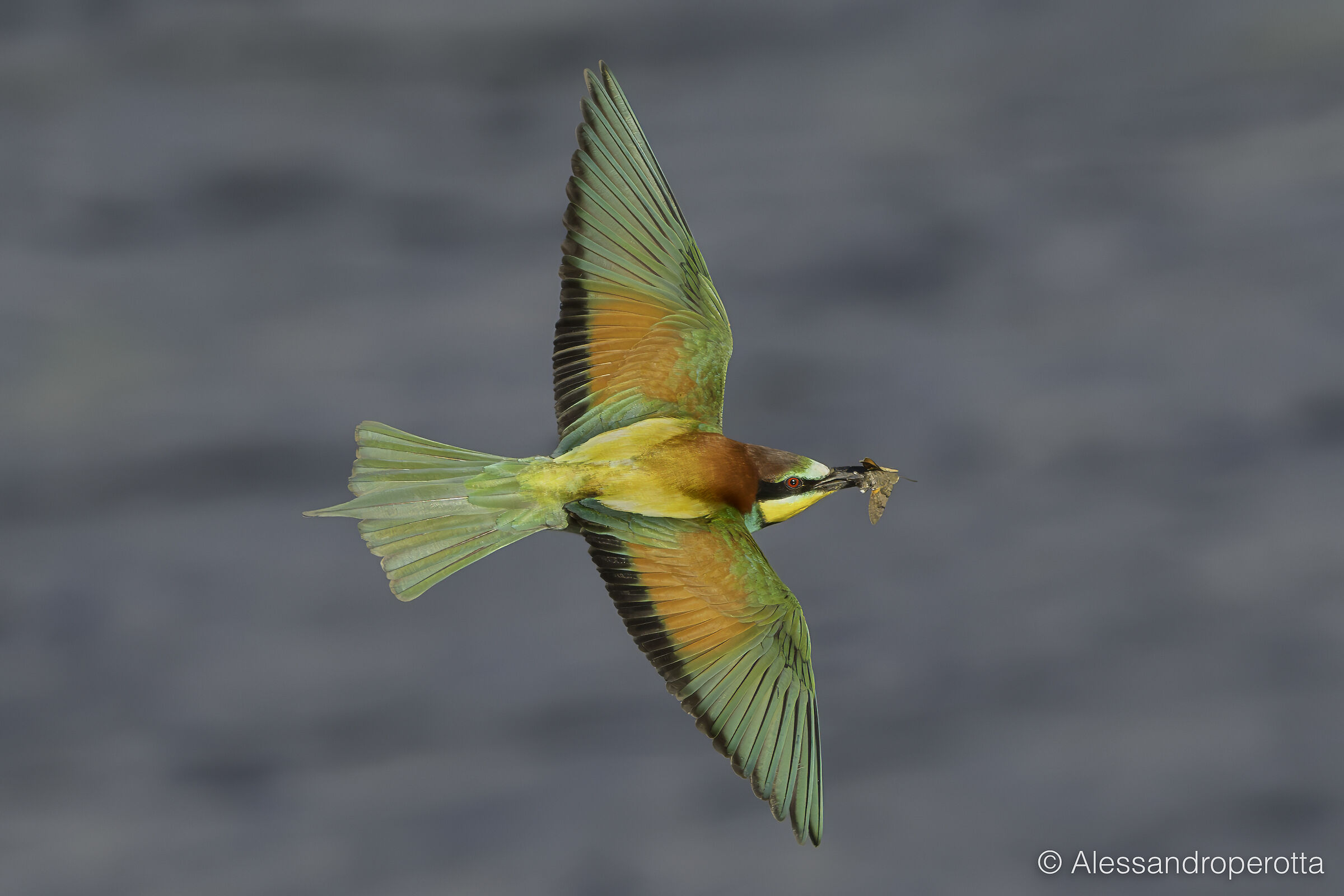 Merops apiaster