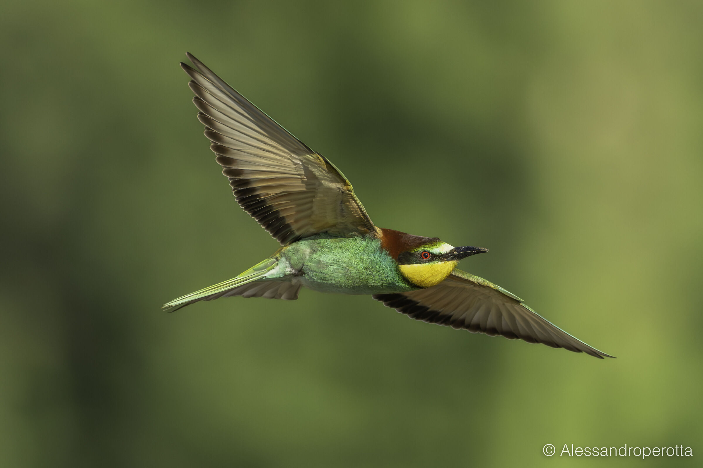 Merops apiaster