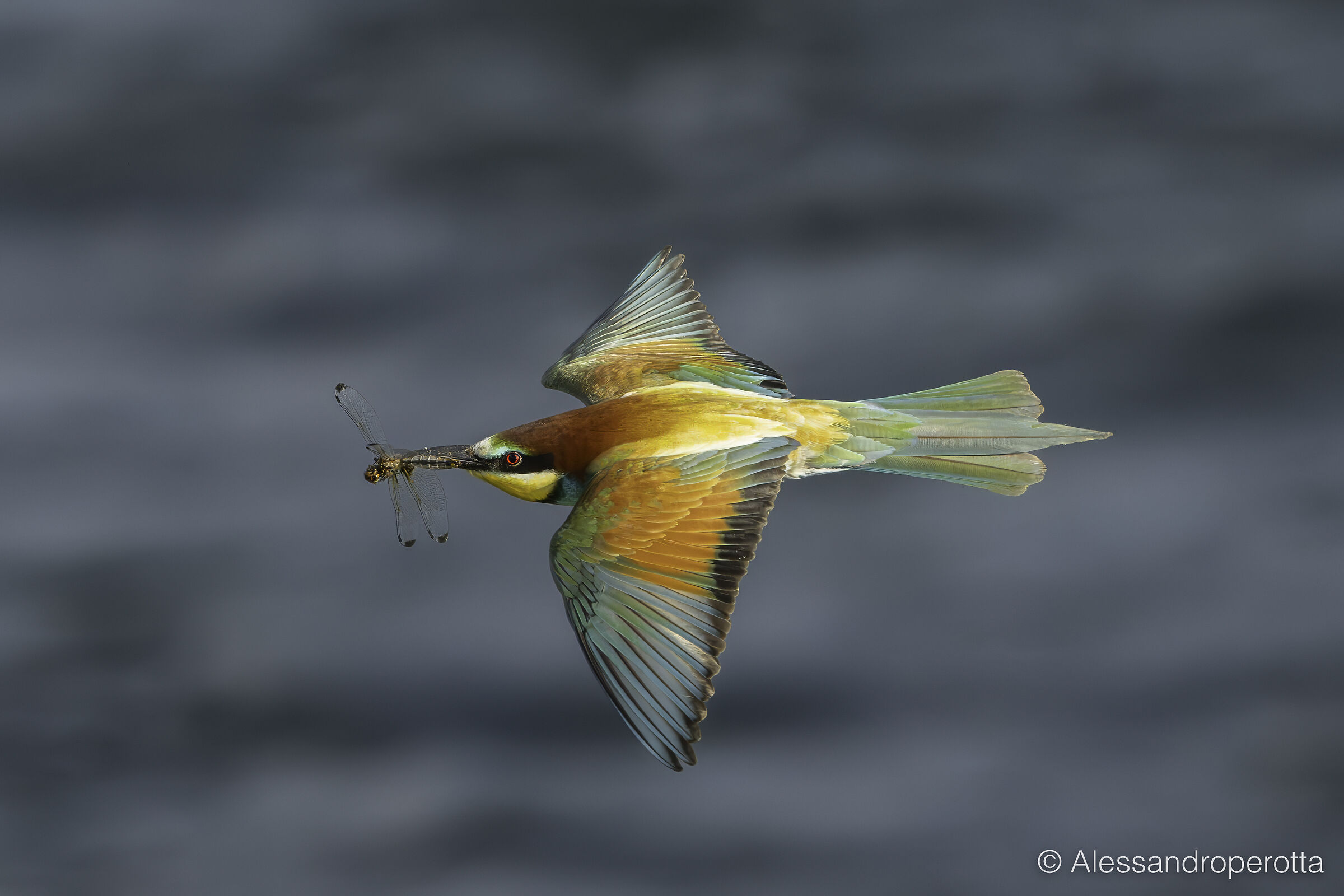 Merops apiaster