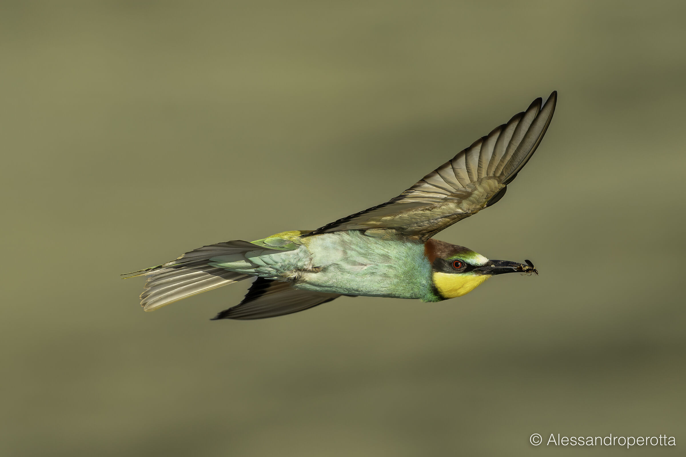 Merops apiaster