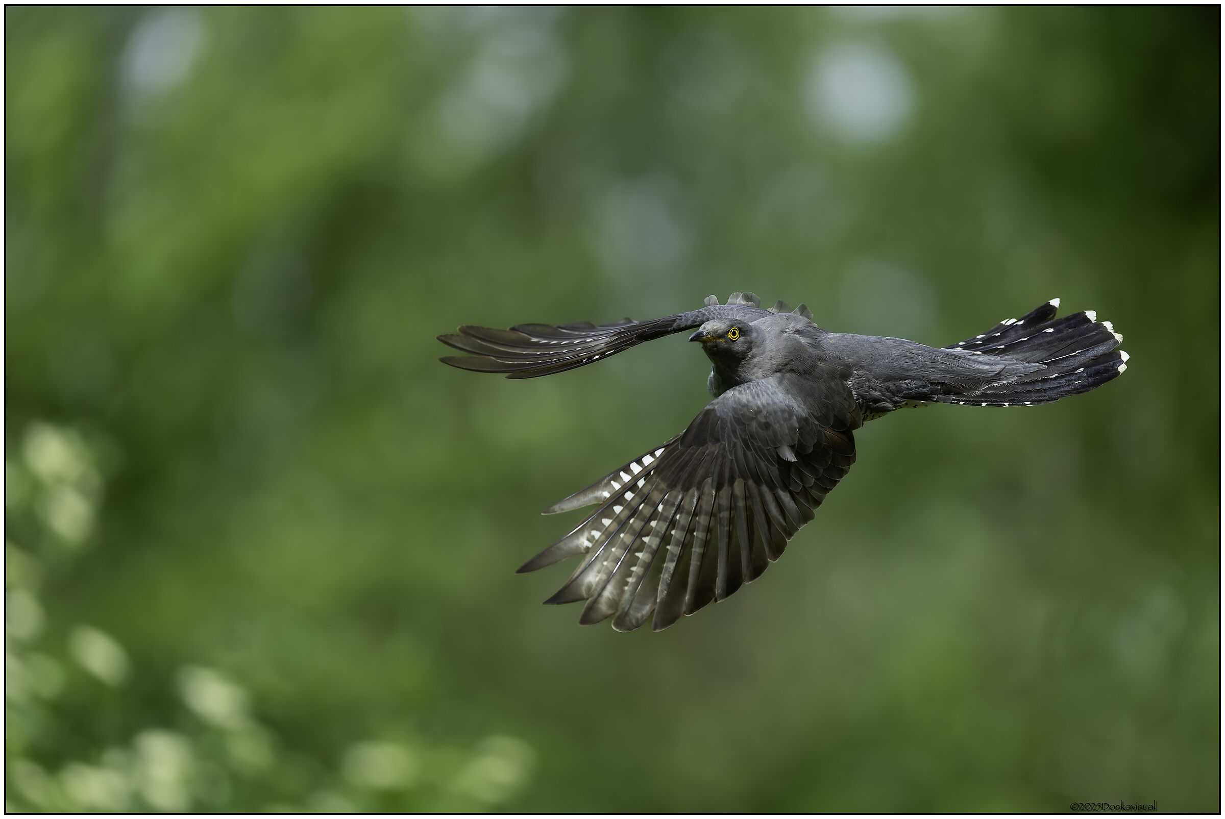 The Cuckoo's Flight