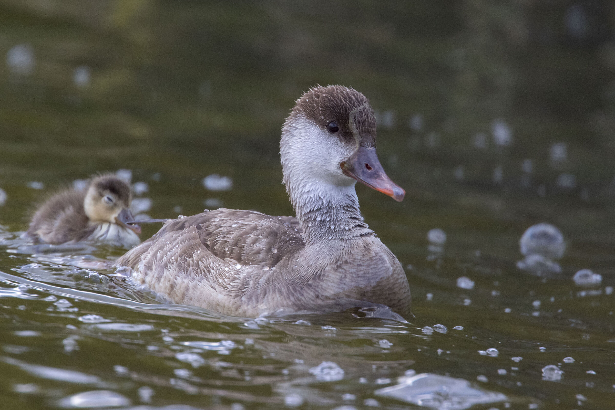 Pochard (female) with offspring
