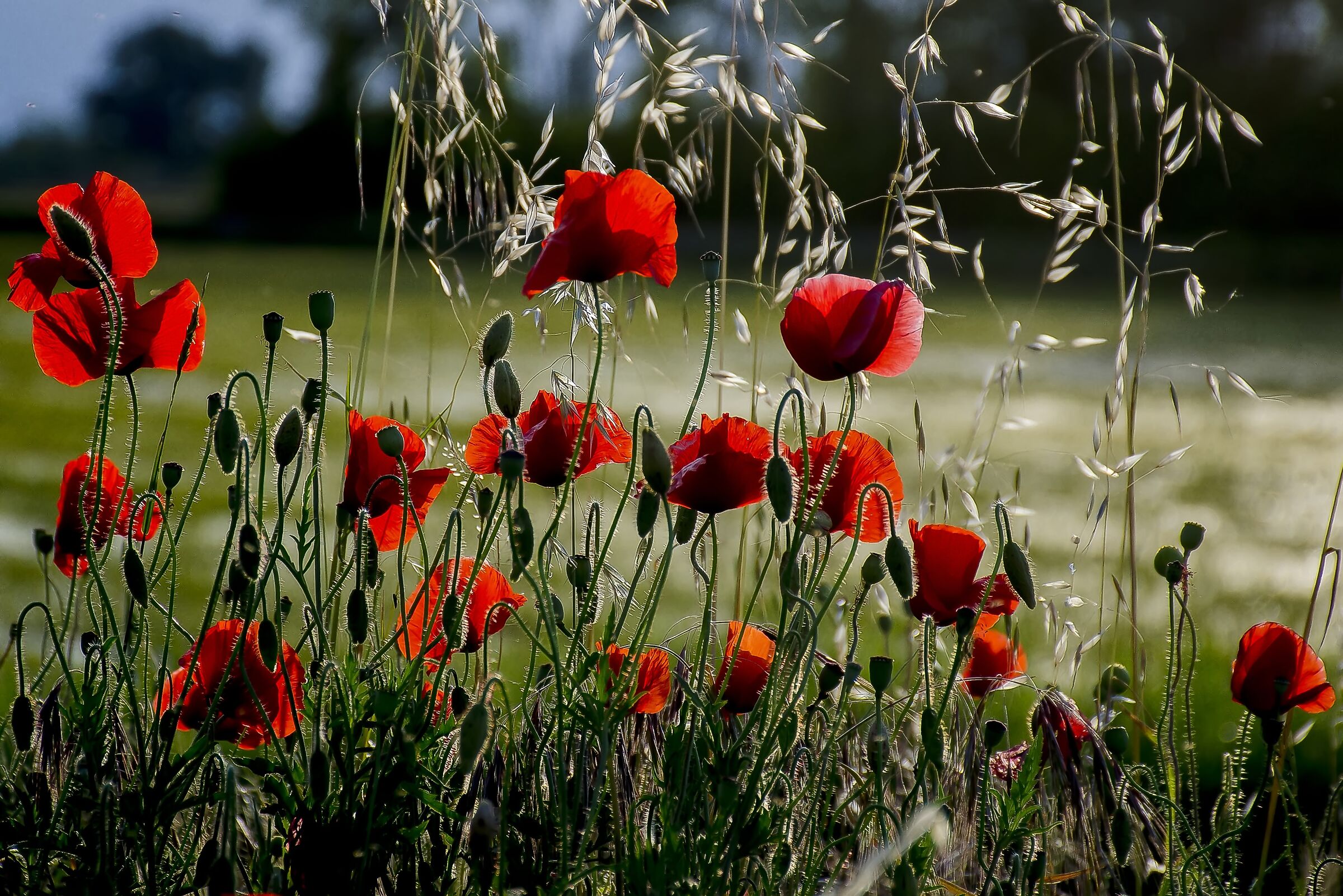 Papaveri al tramonto